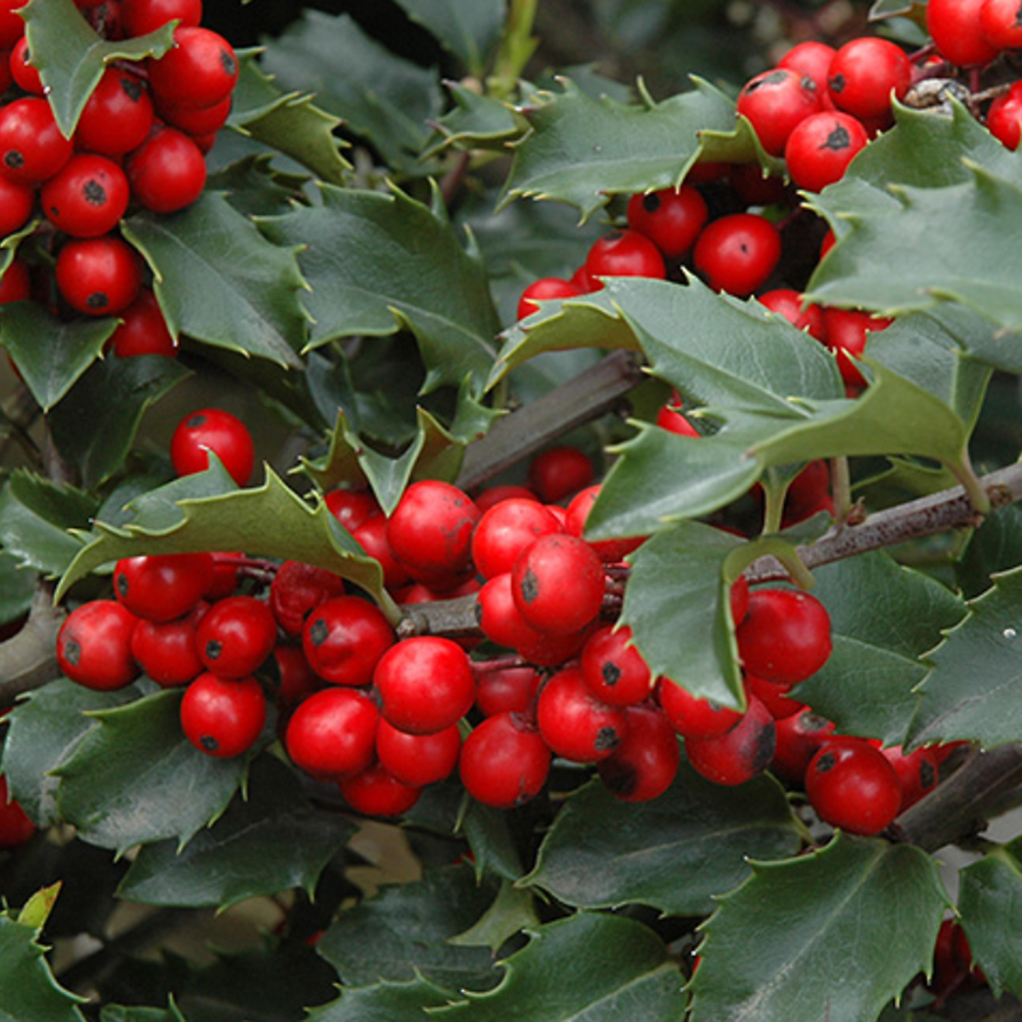 Berri Magic Holly