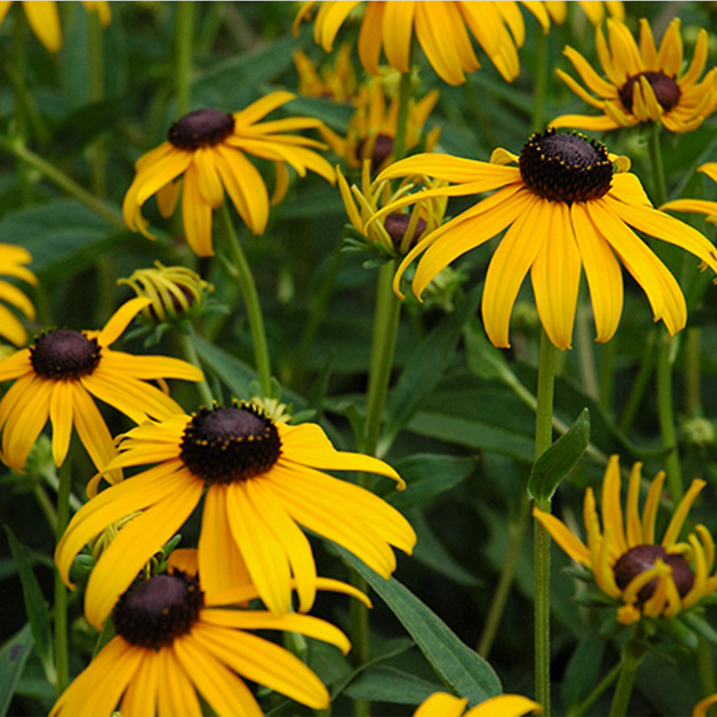 Black Eyed Susan
