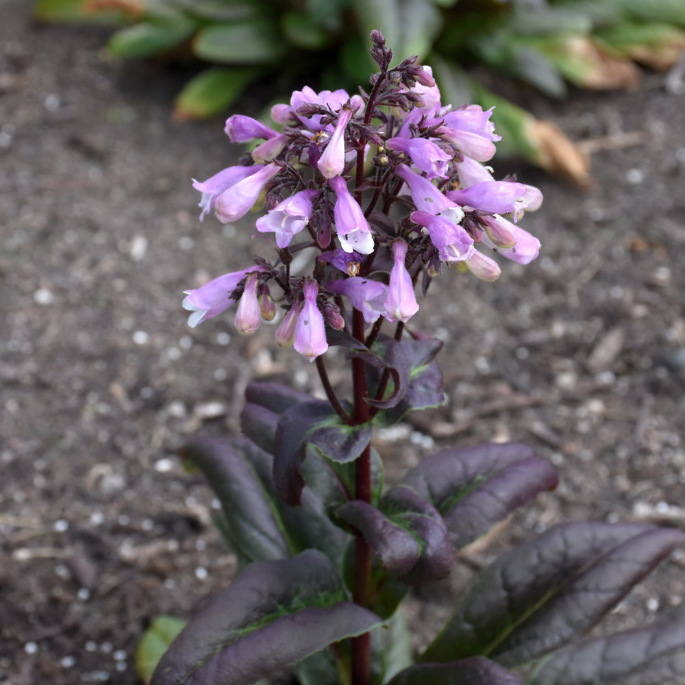 Black Beardtongue