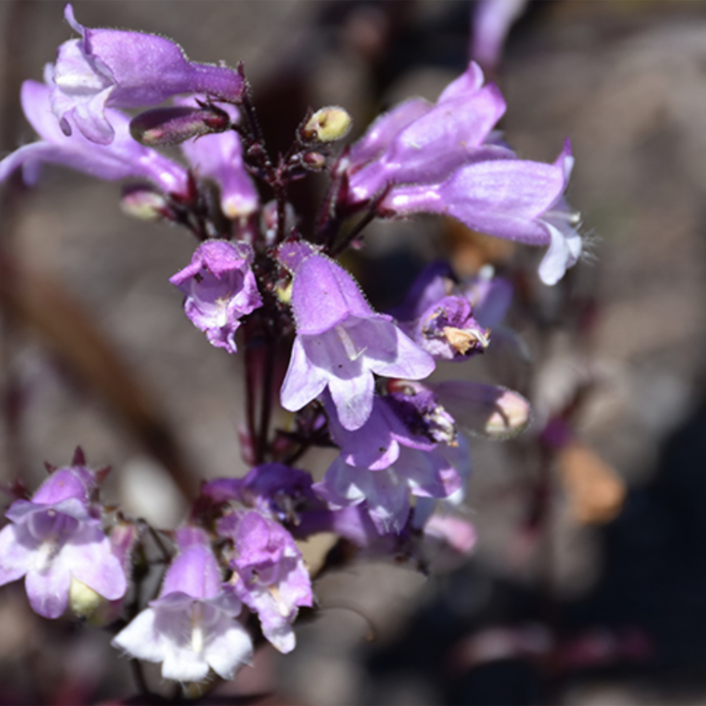 Black Beardtongue