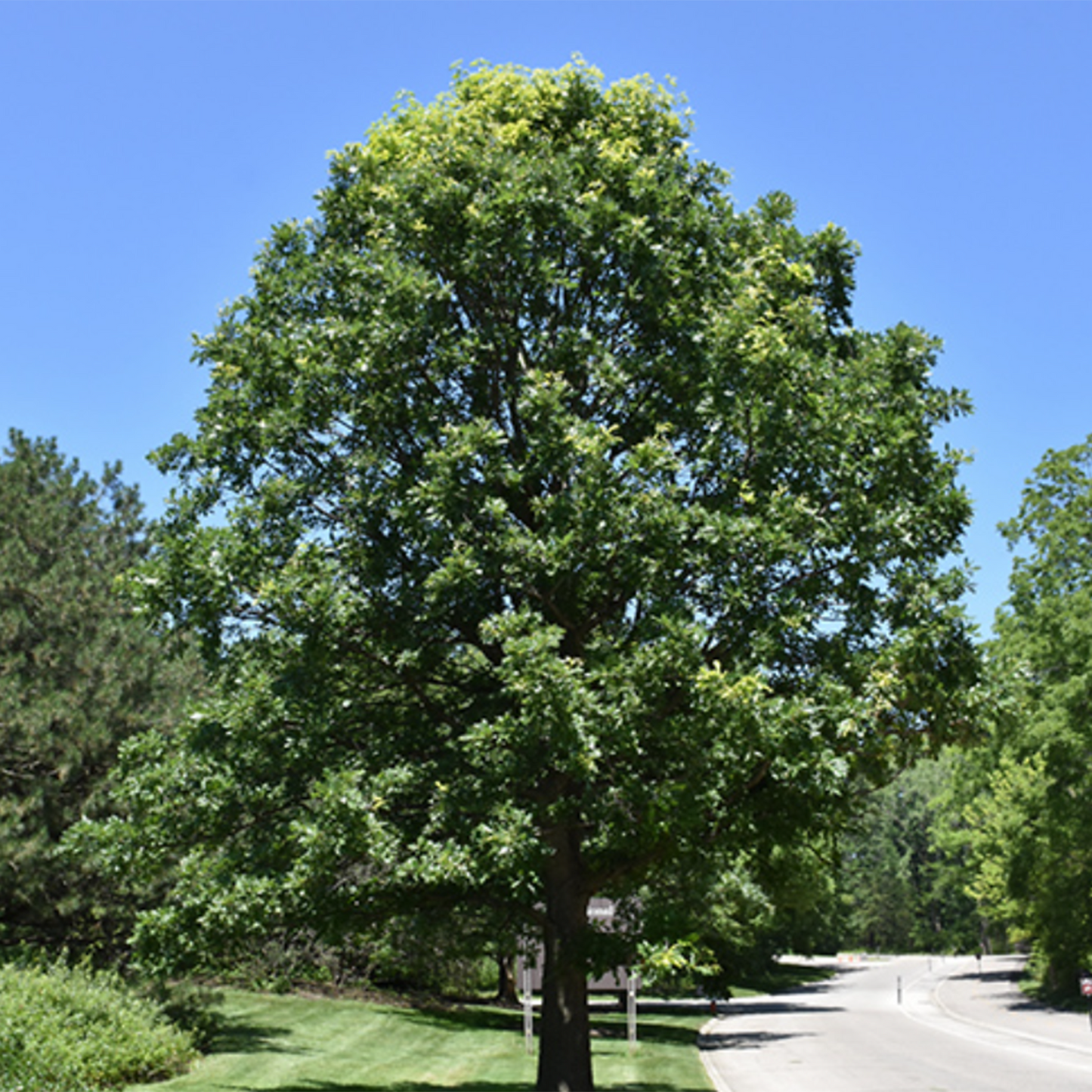 Burr Oak