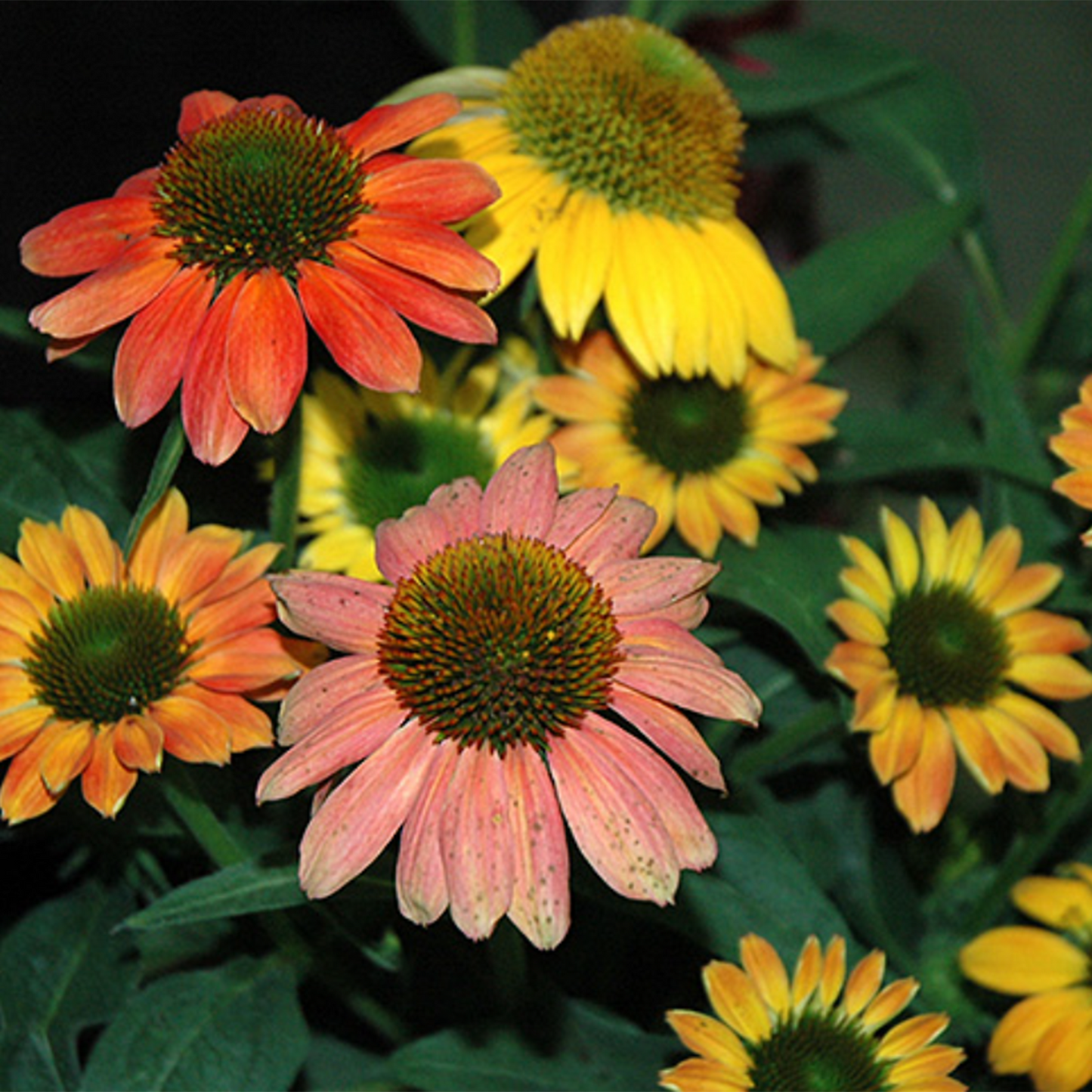 Cheyenne Spirit Coneflower