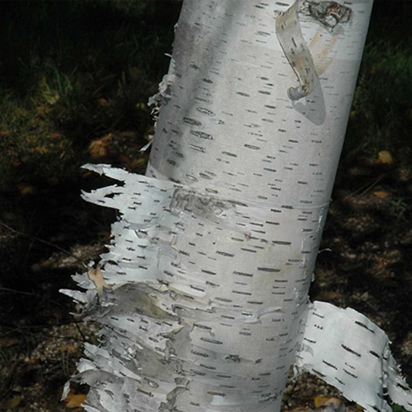 Clump Paper Birch