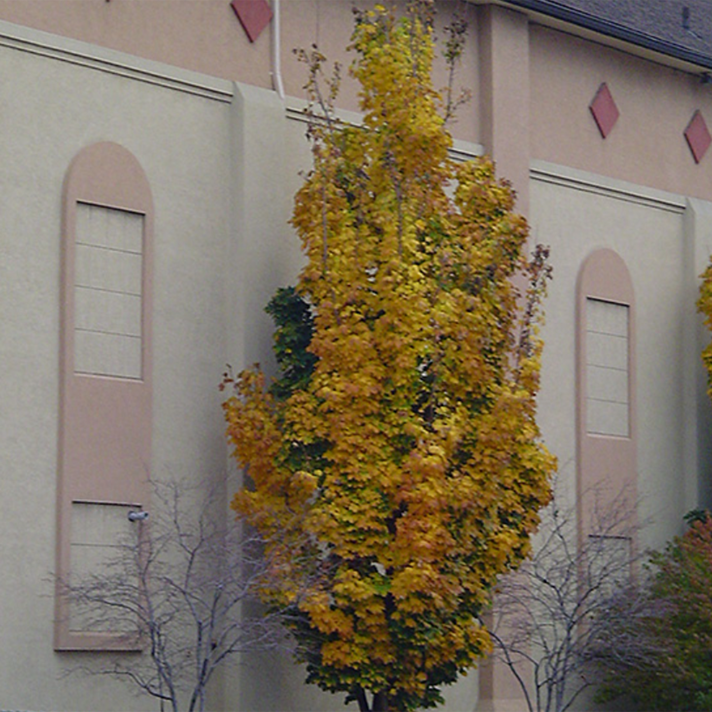 Columnar Maple
