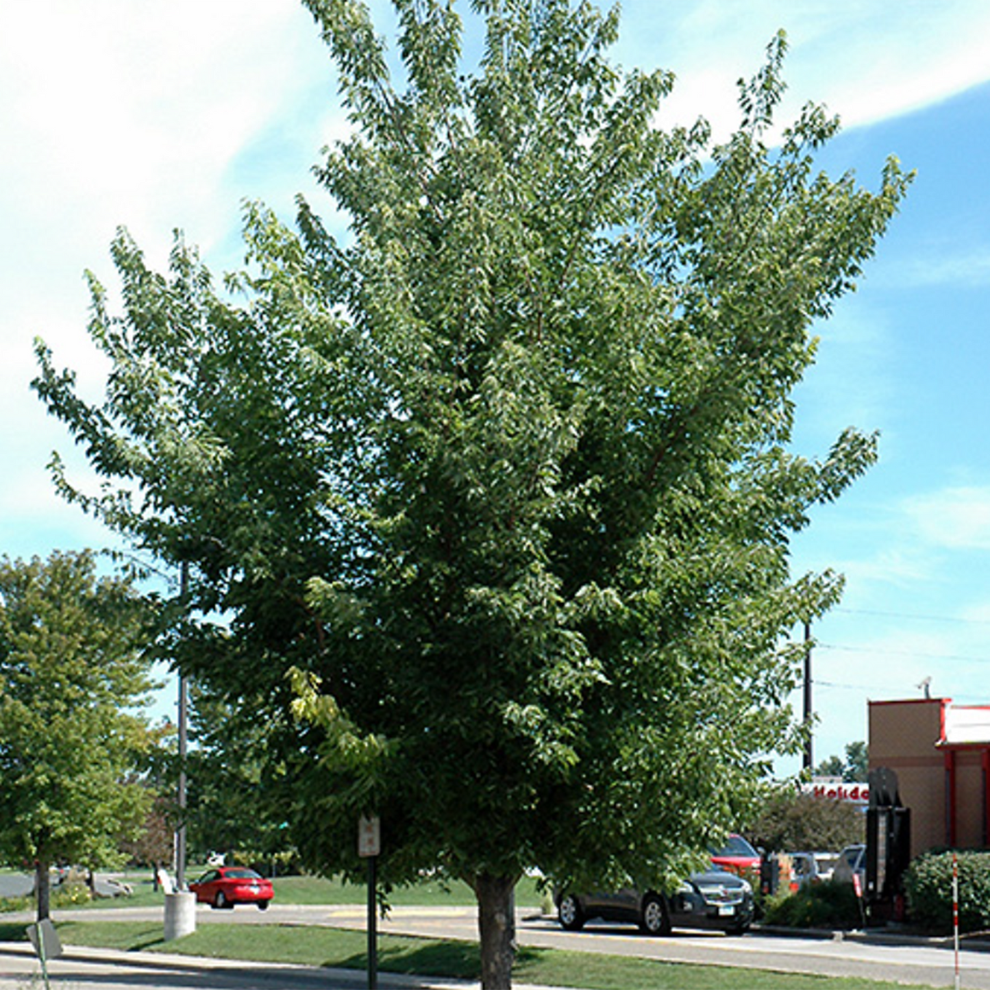 Common Hackberry