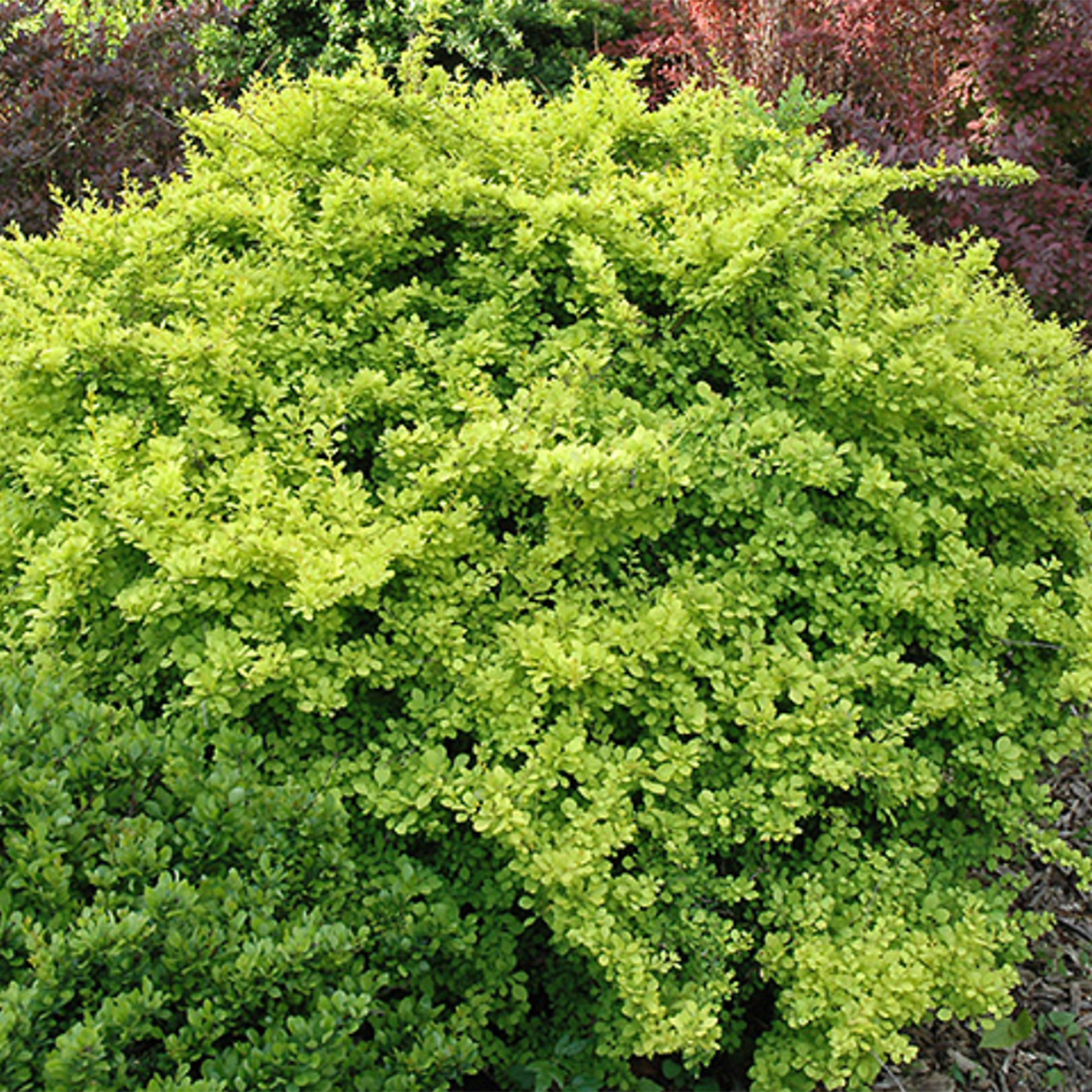 Compact Golden Barberry