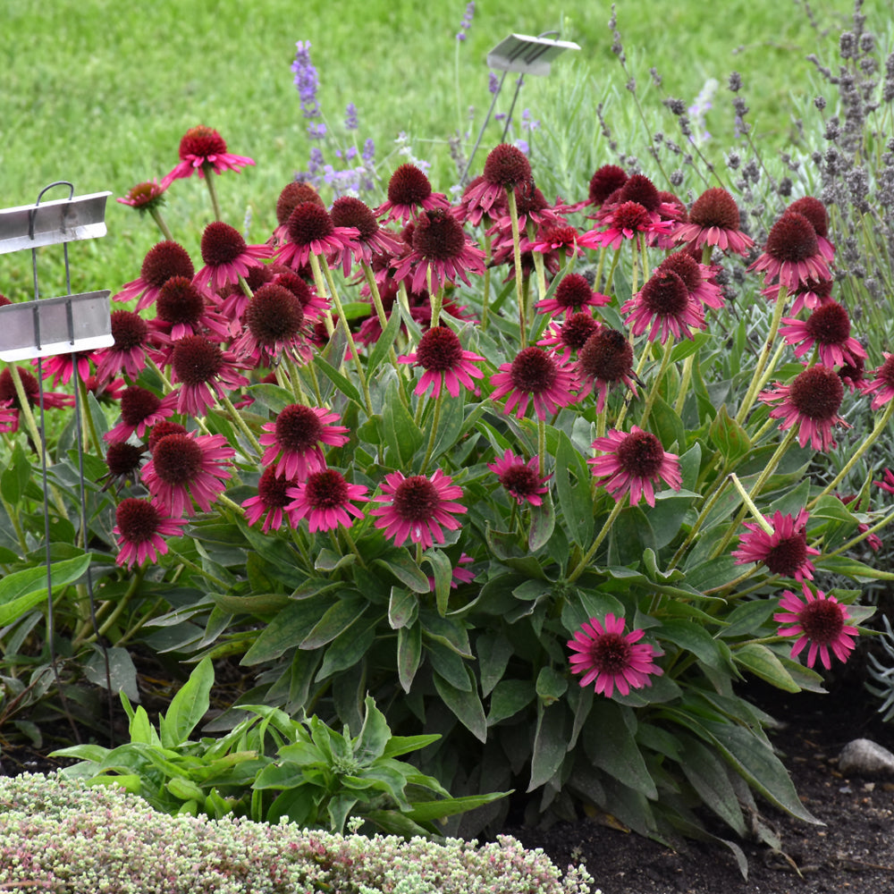 Delicious Candy Coneflower