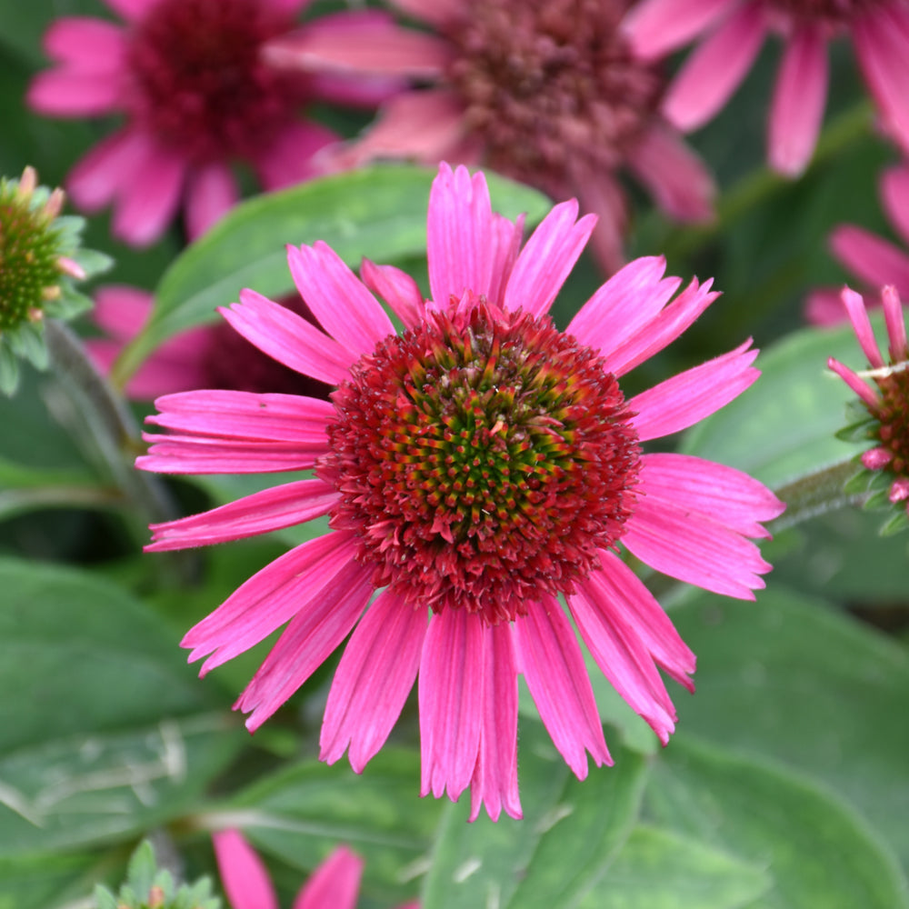 Delicious Candy Coneflower