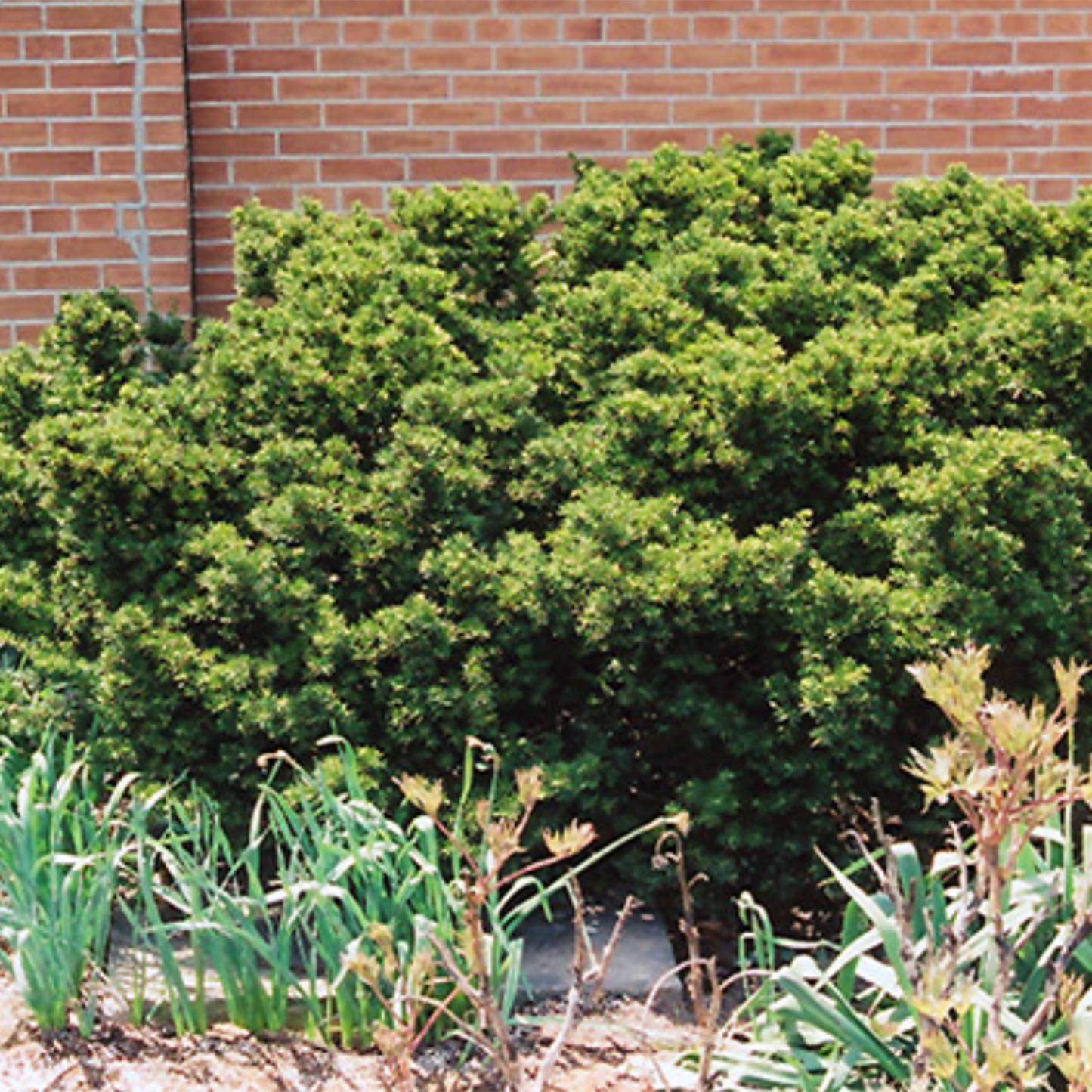 Dwarf Japanese Yew