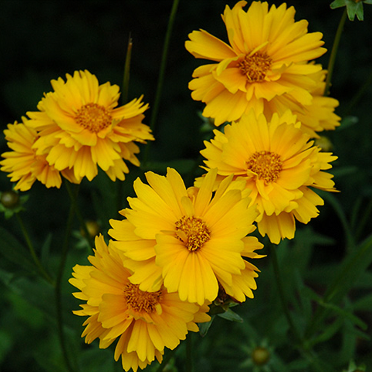 Early Sunrise Tickseed