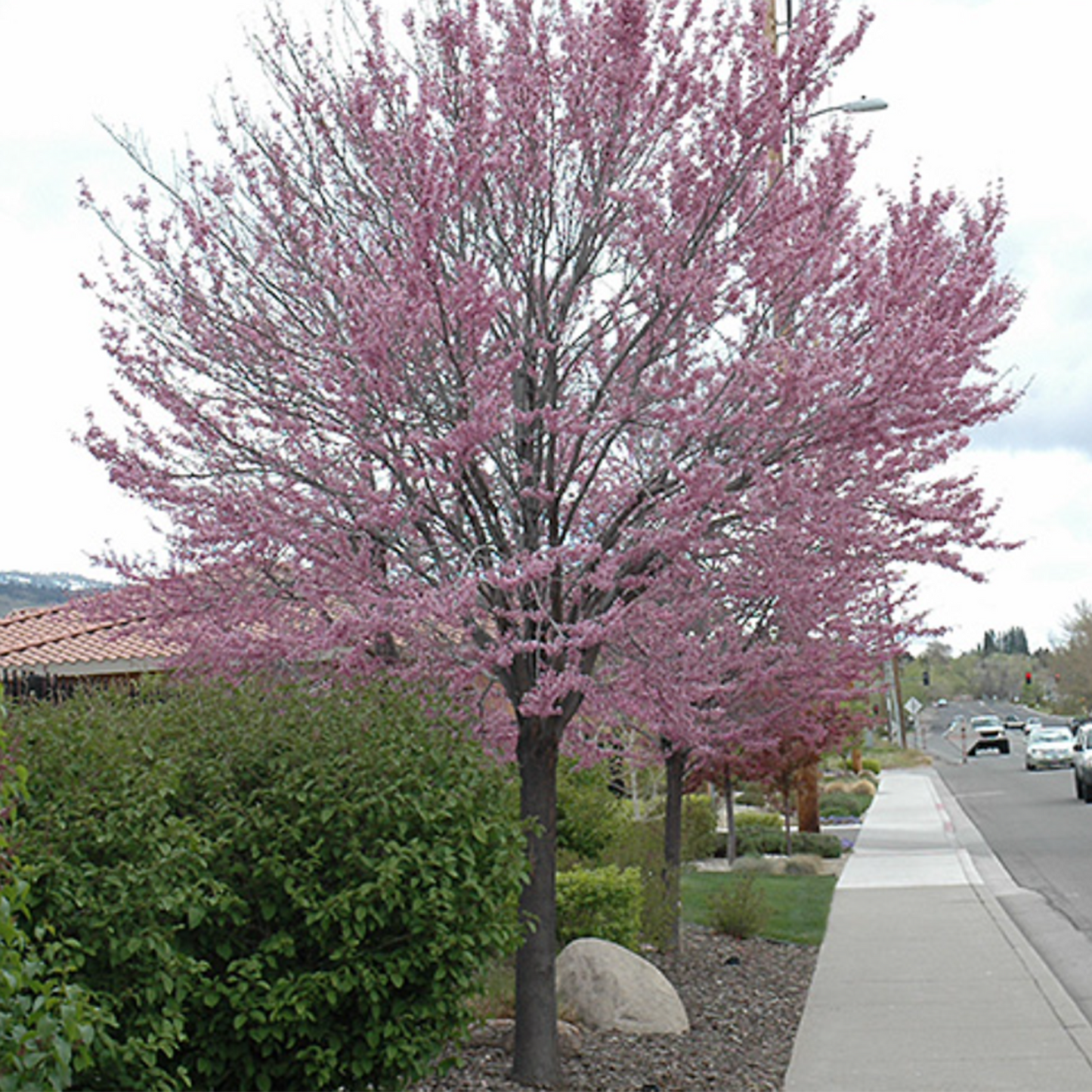 Eastern Redbud Clump
