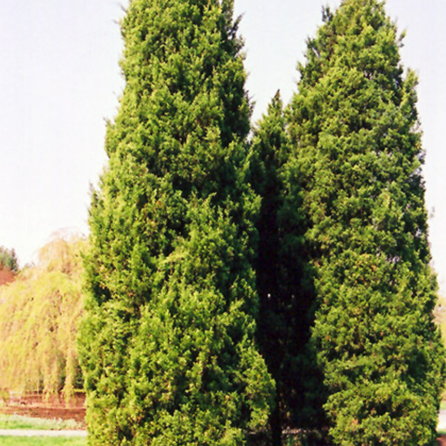 Eastern Red Cedar