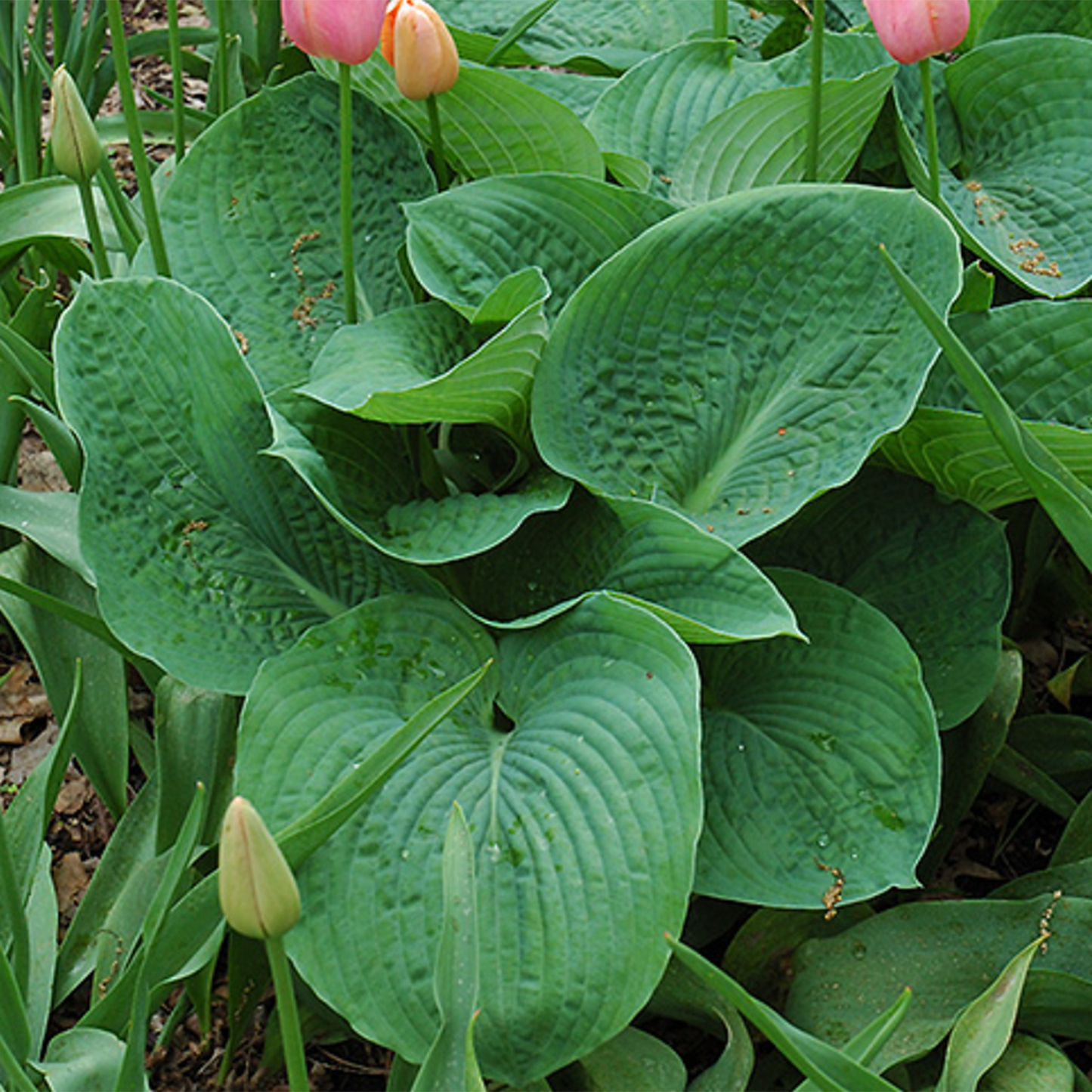 Elegans Hosta