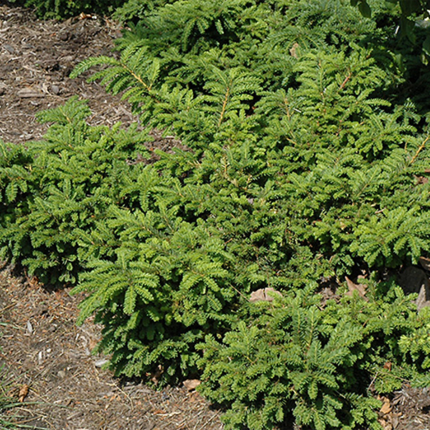 Emerald Spreader Japanese Yew