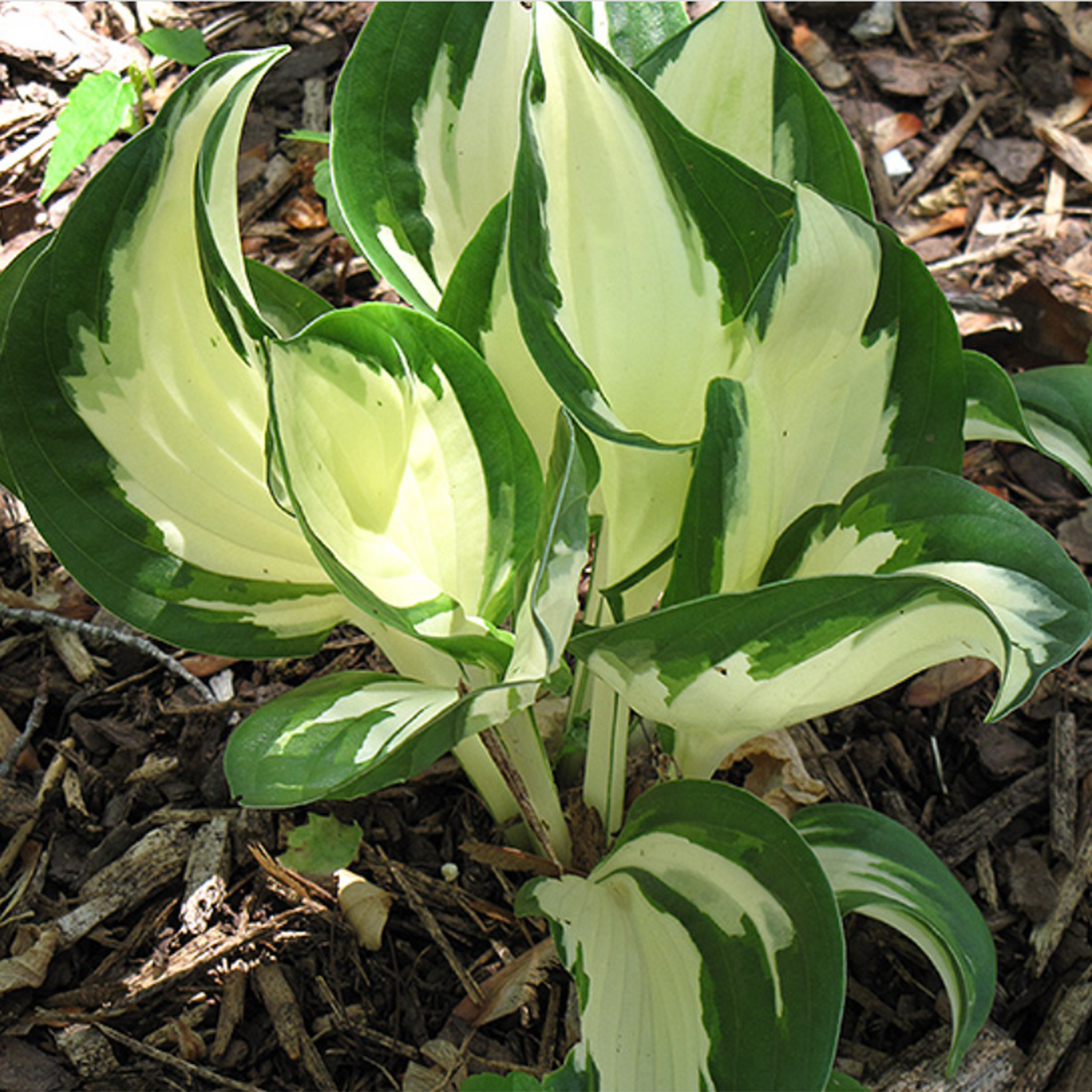 Fire and Ice Hosta