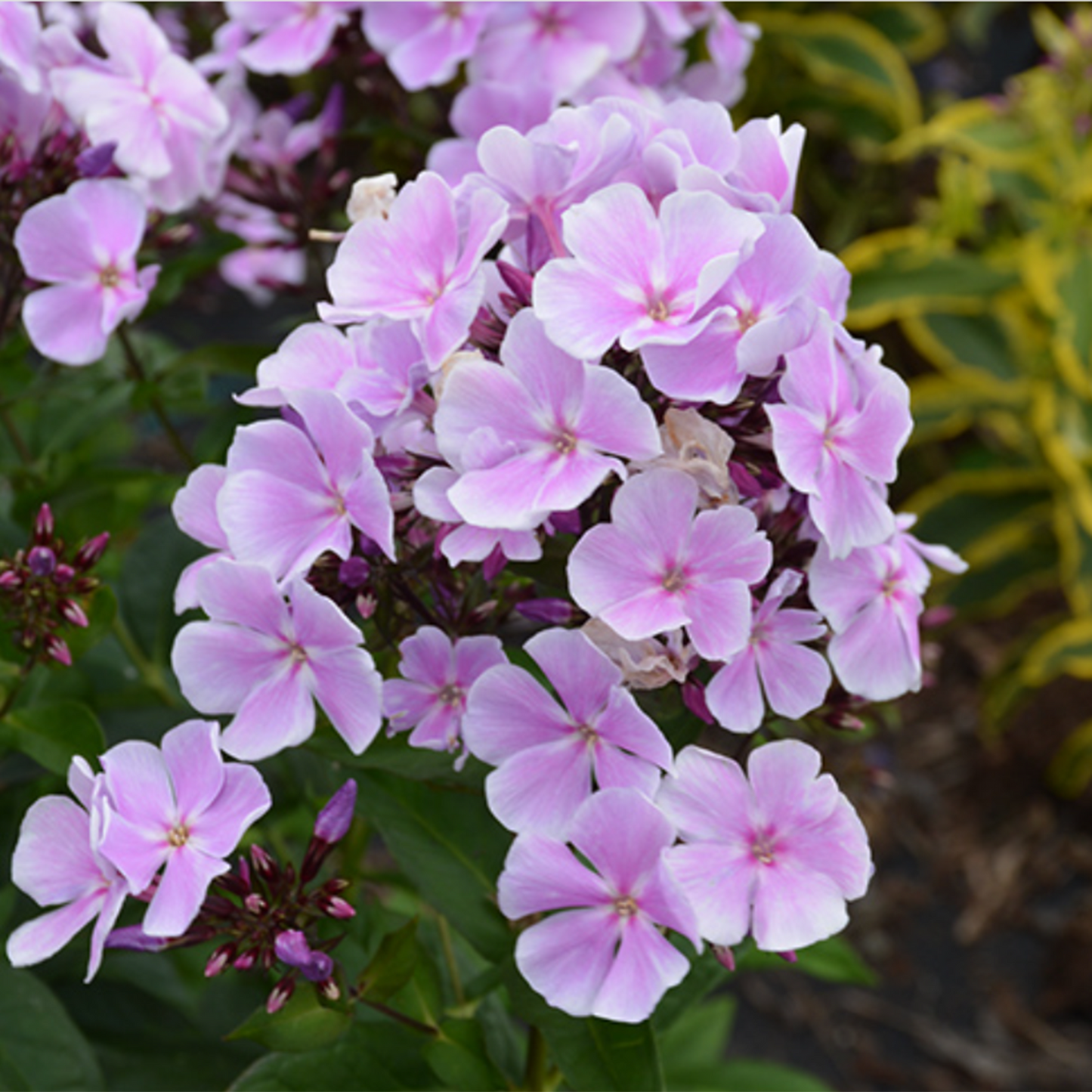 Franz Shubert Summer Phlox