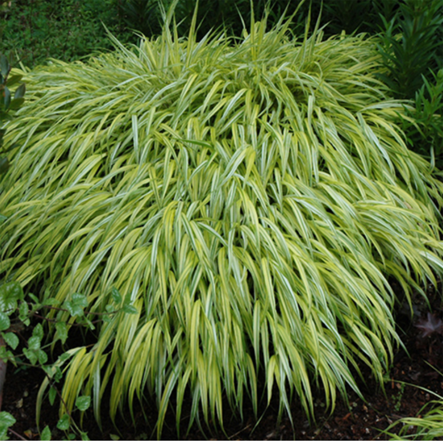 Golden Variegated Hakone