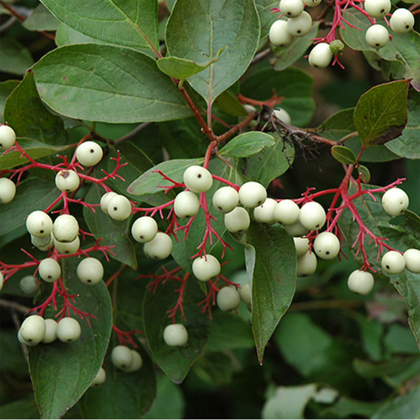 Gray Dogwood