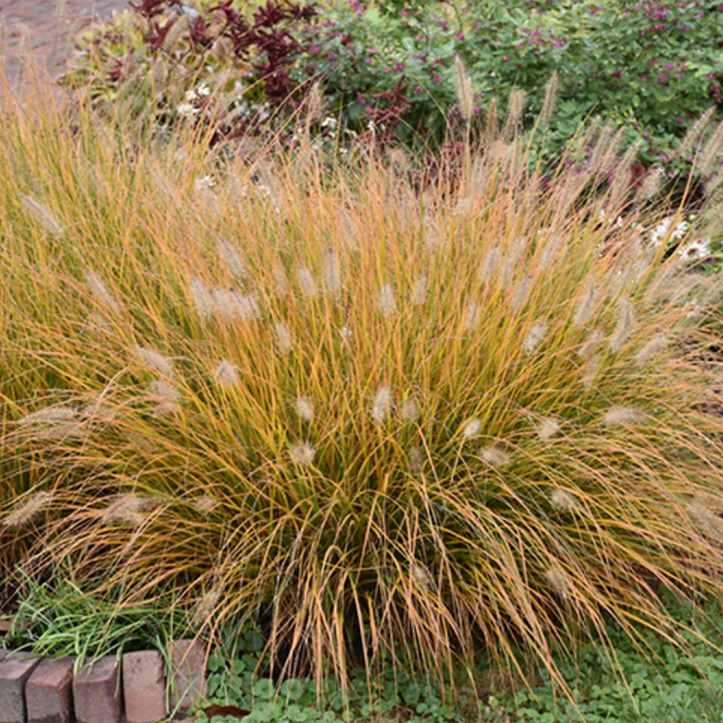 Hamlen Dwarf Fountain Grass