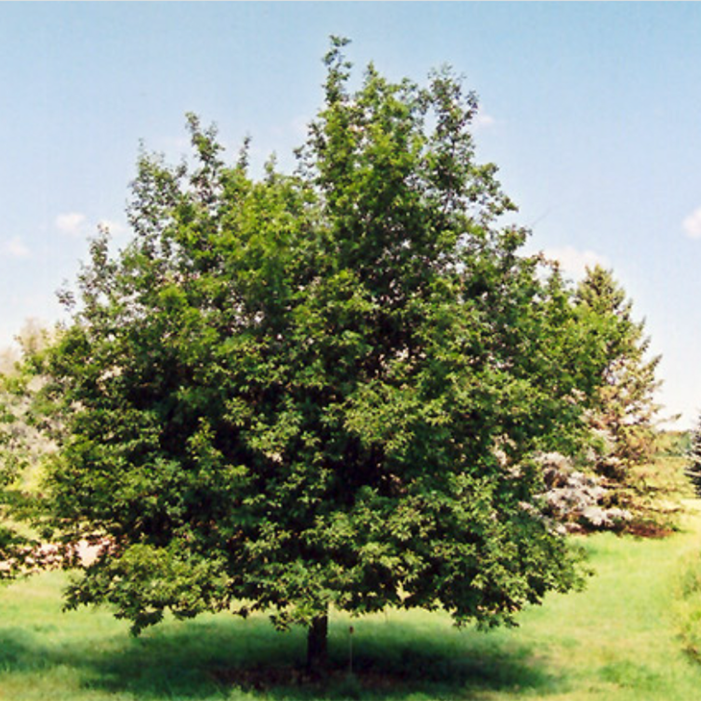 Ironwood