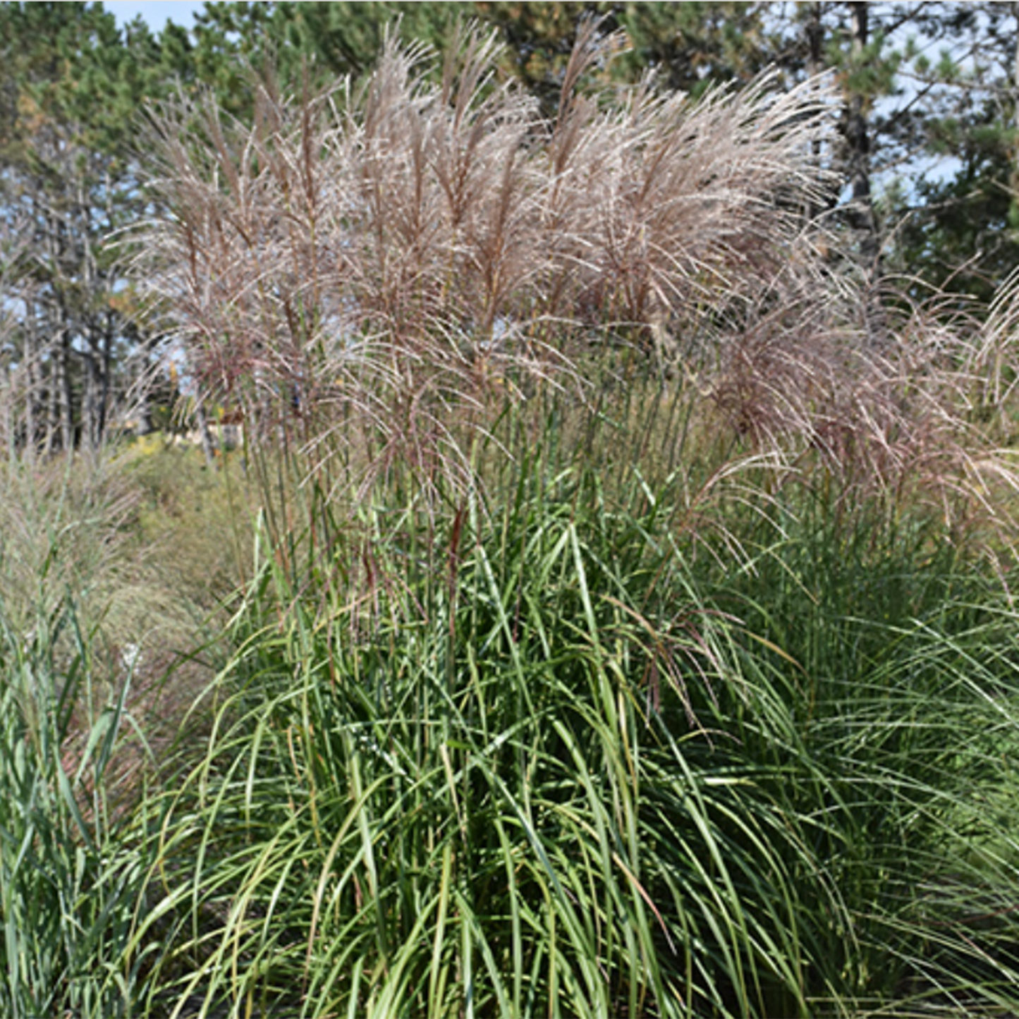 Japanese Silver Maiden Grass