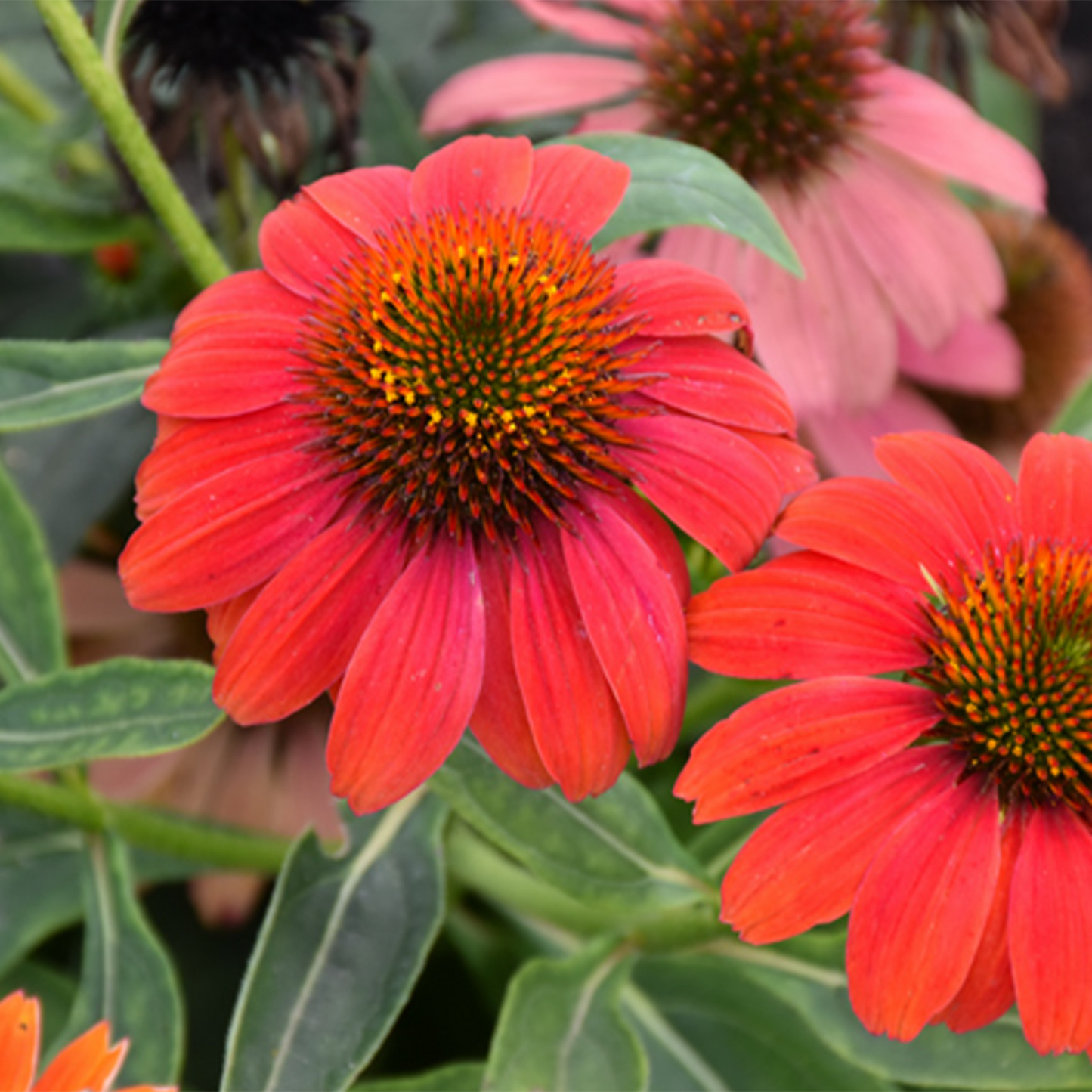 Lakota Fire Coneflower