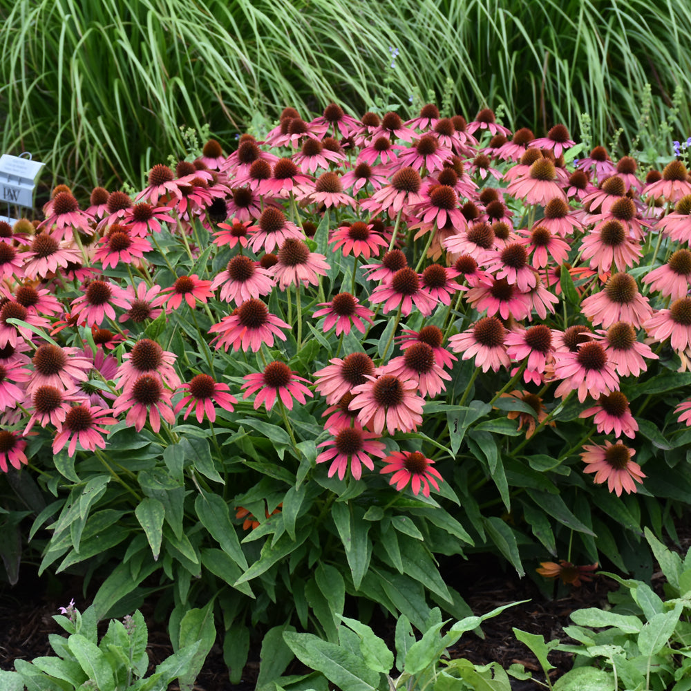 Lakota Fire Coneflower