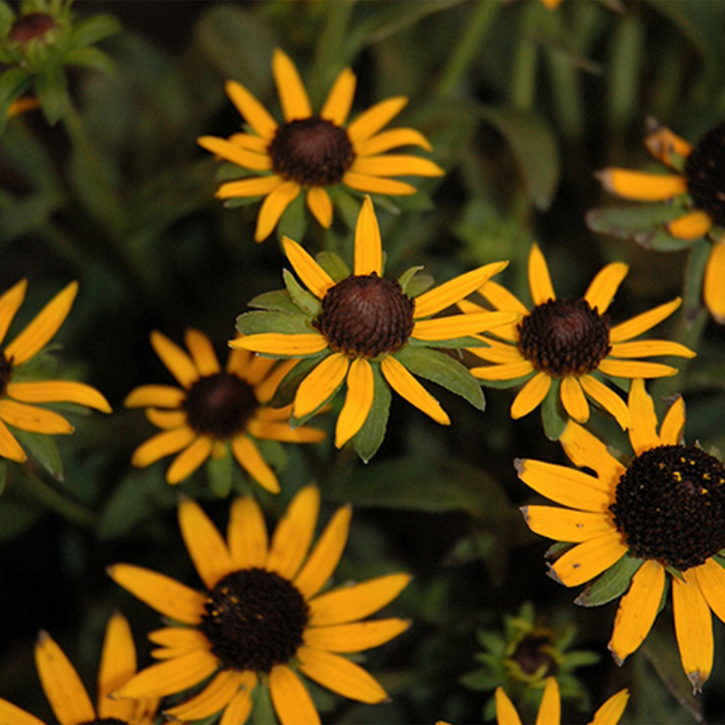 Little Goldstar Rudbeckia