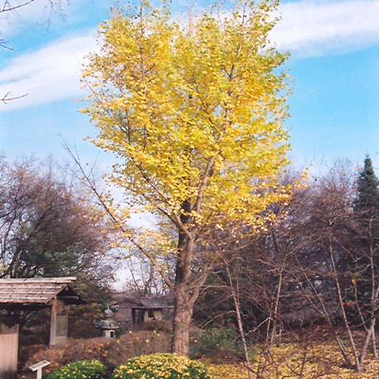 Maidenhair Tree