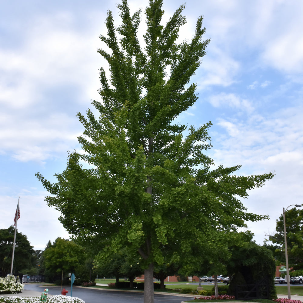Maidenhair Tree