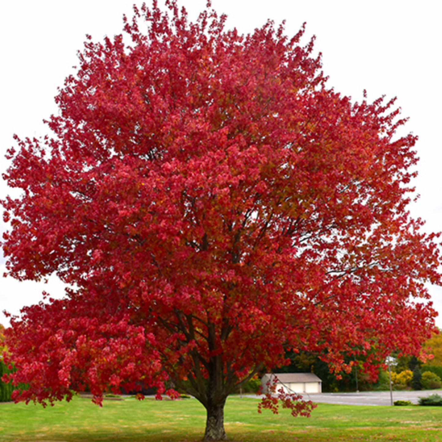 Native Red Maple