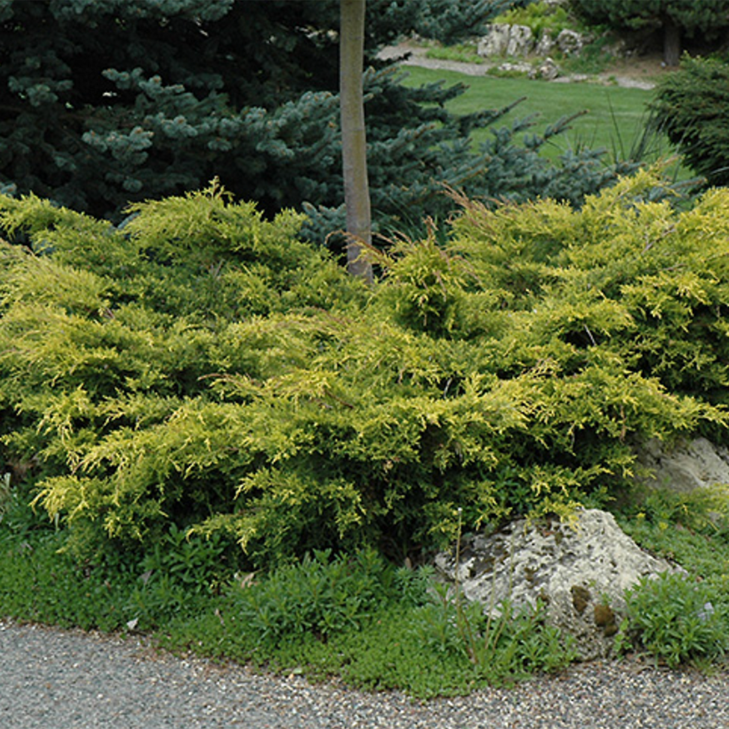 Old Gold Juniper