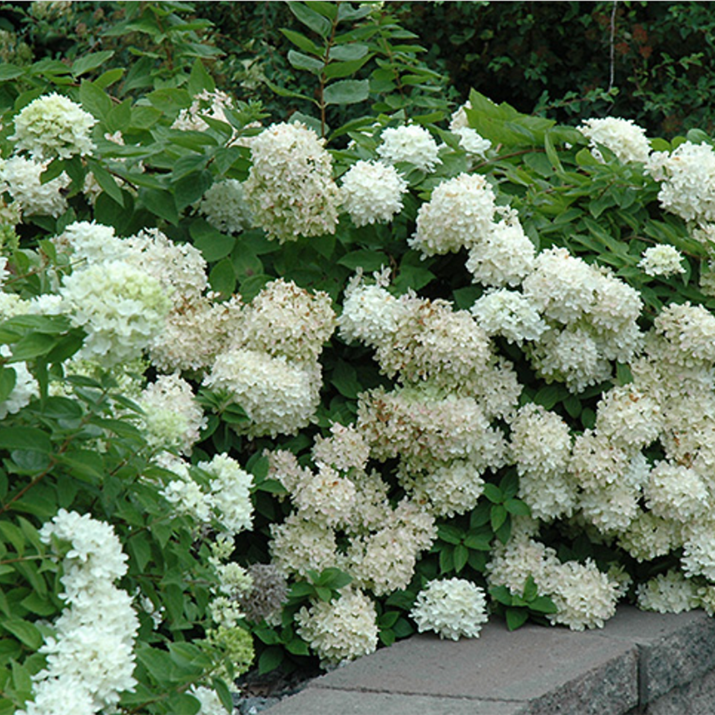 Peegee Hydrangea