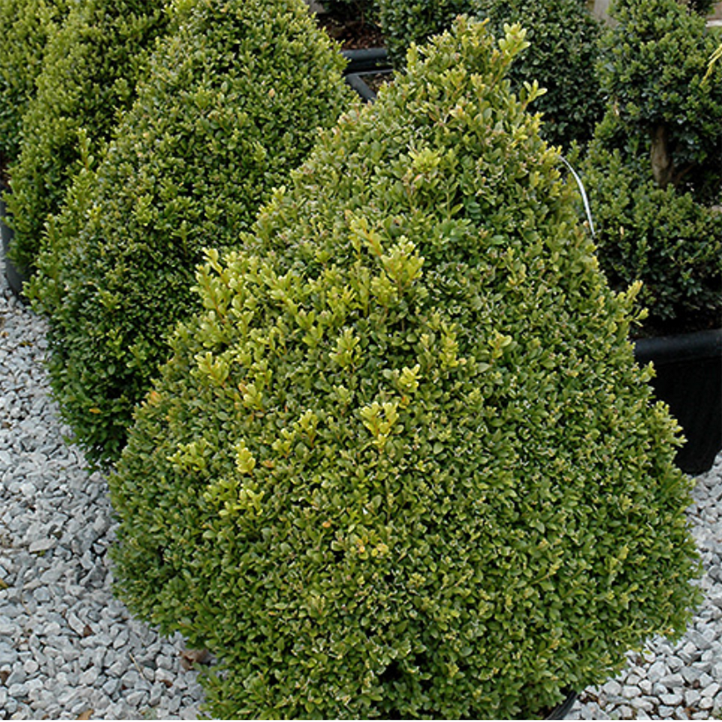 Pyramidal Green Mountain Boxwood