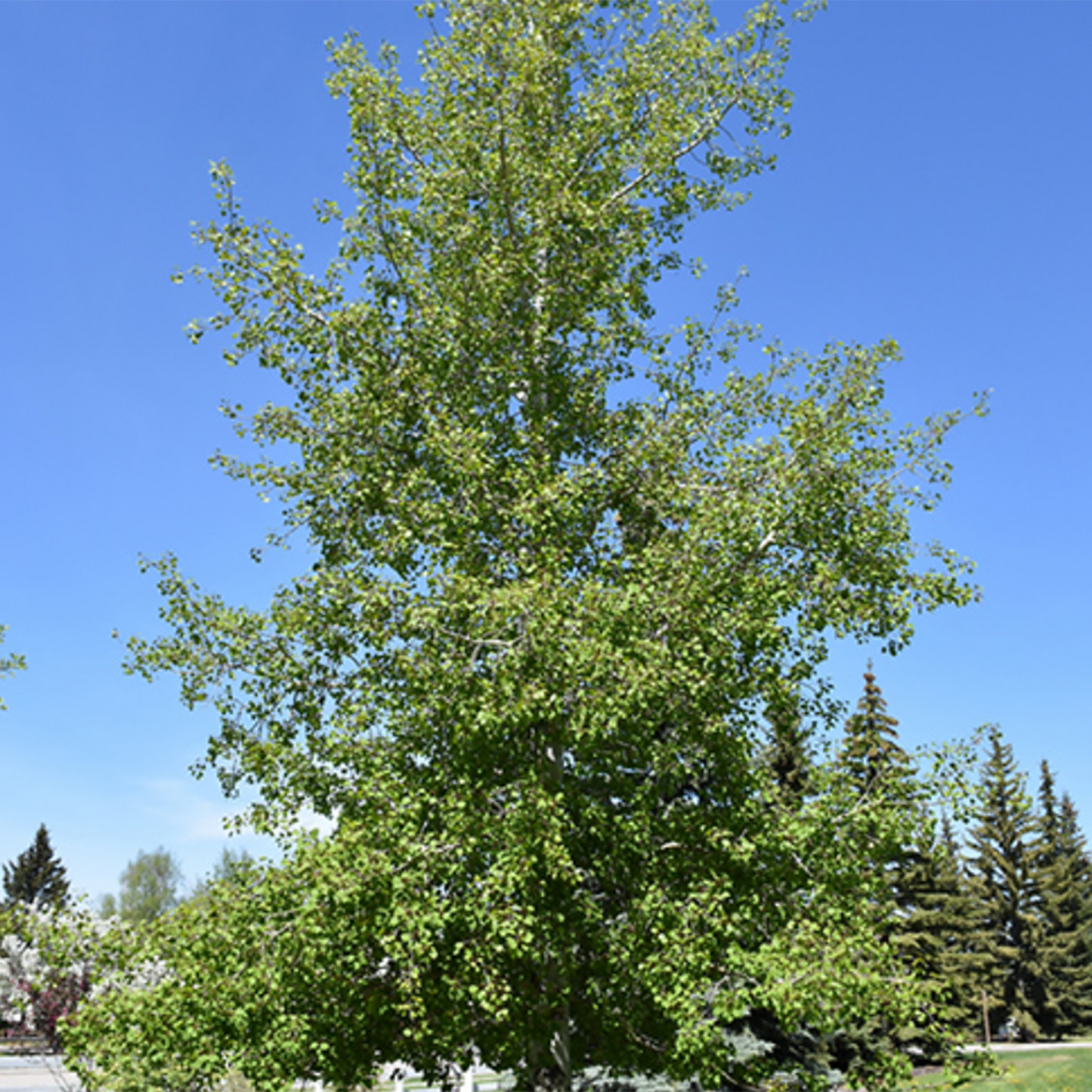 Quaking Aspen
