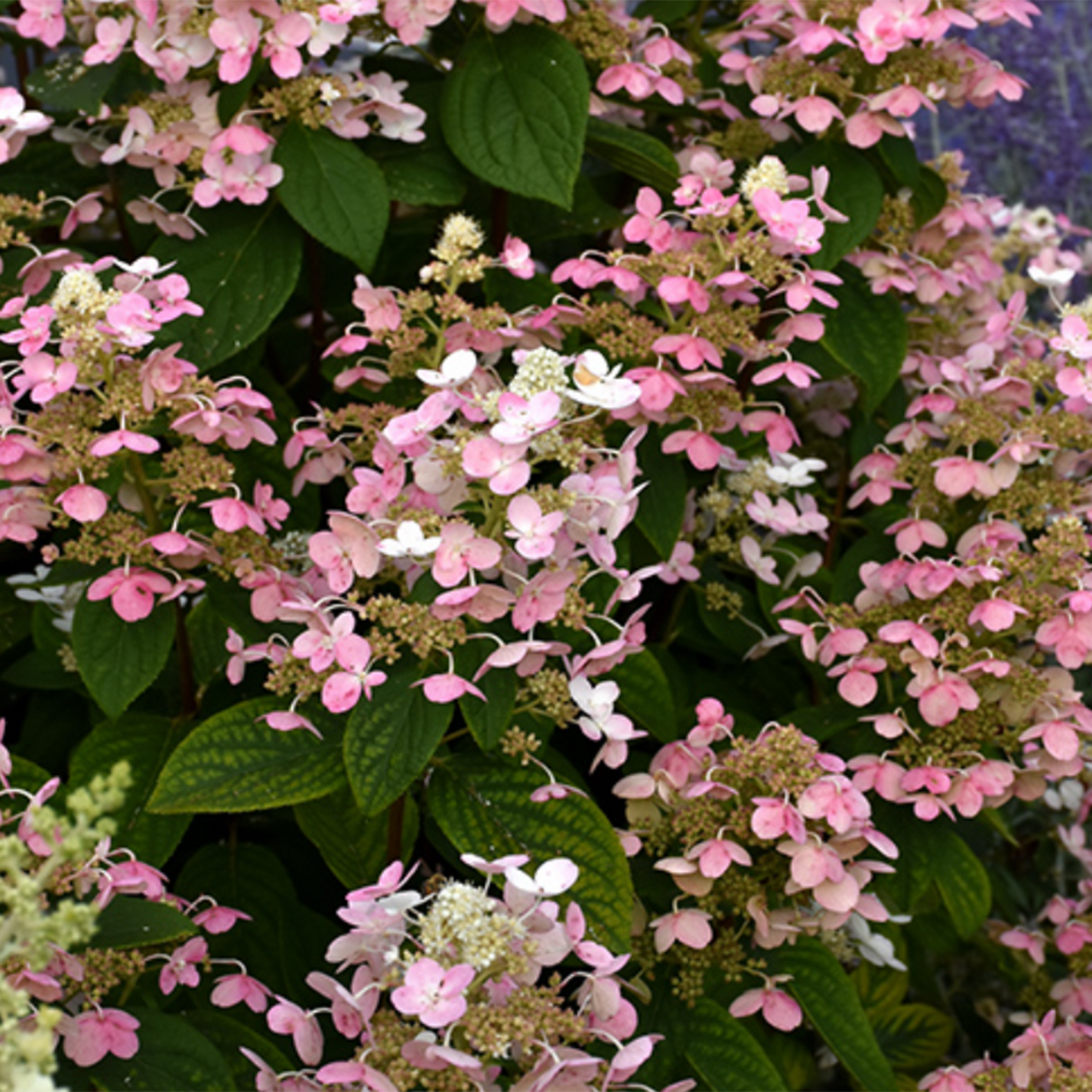 Quick Fire Hydrangea
