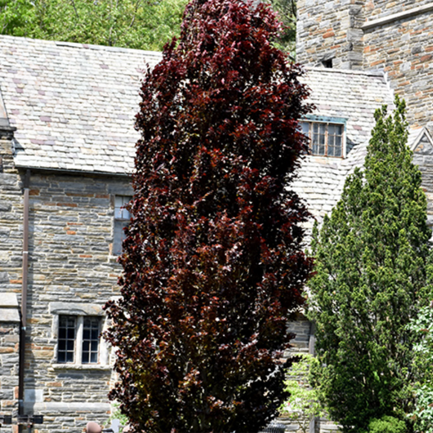 Red Obelisk Beech