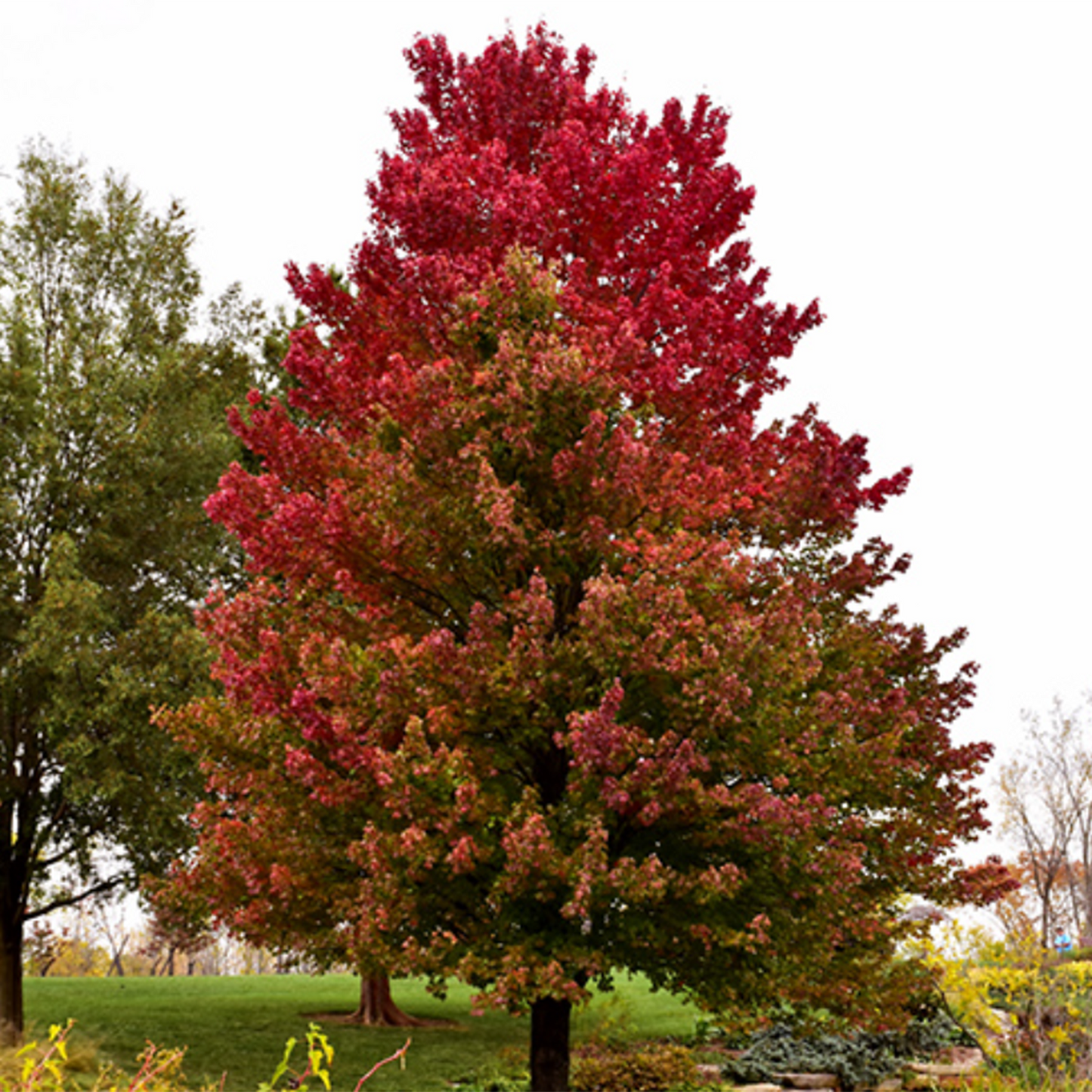 Red Sunset Maple