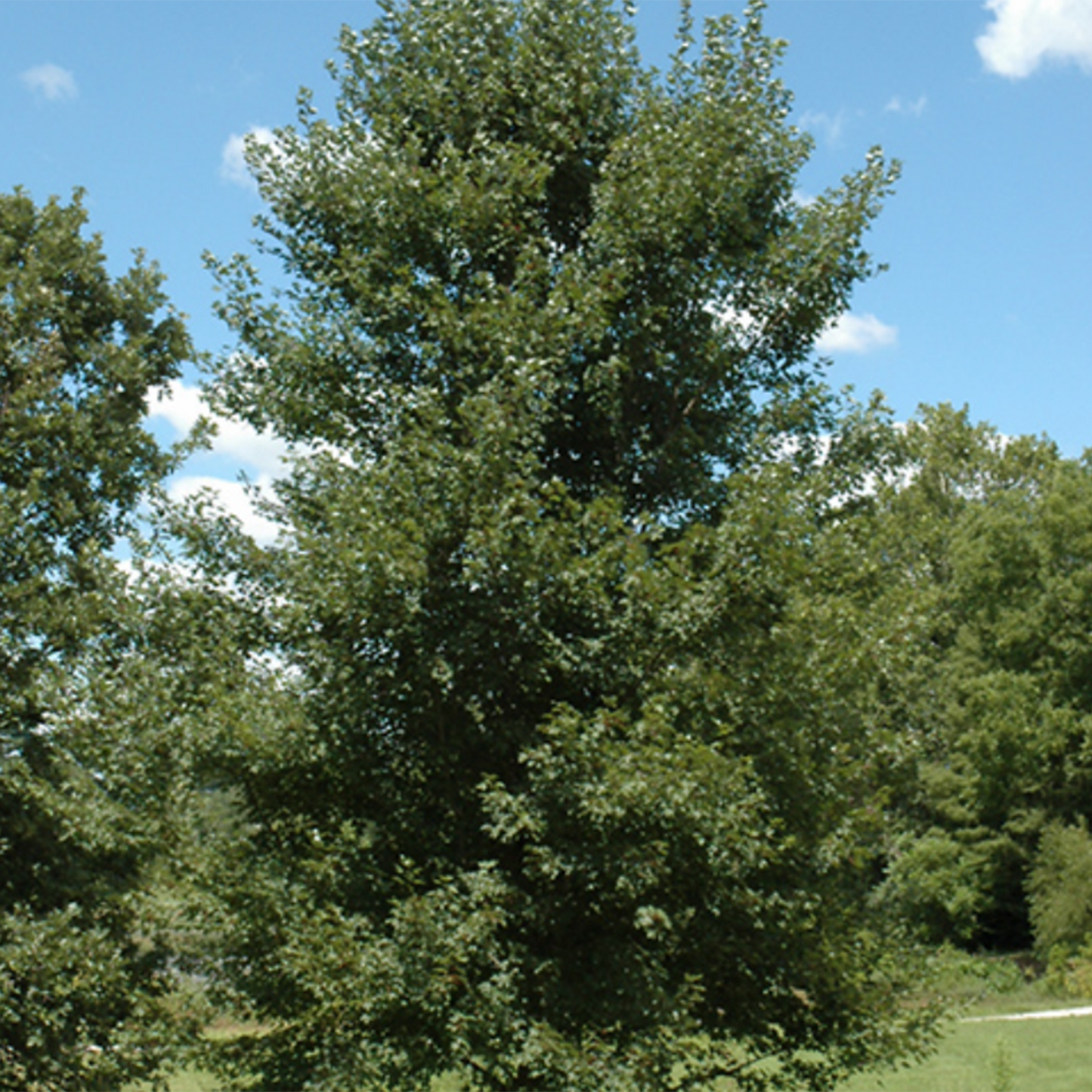 Redpointe Red Maple