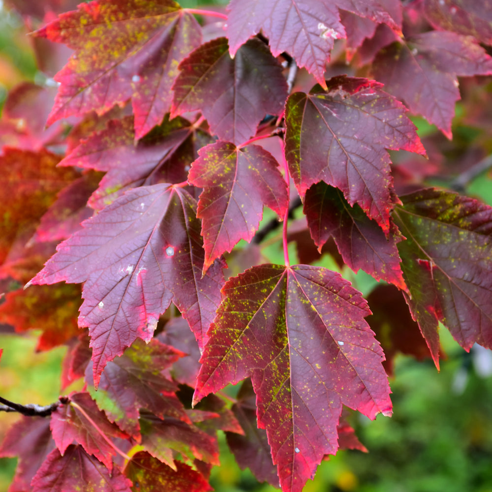 Red Sunset Maple