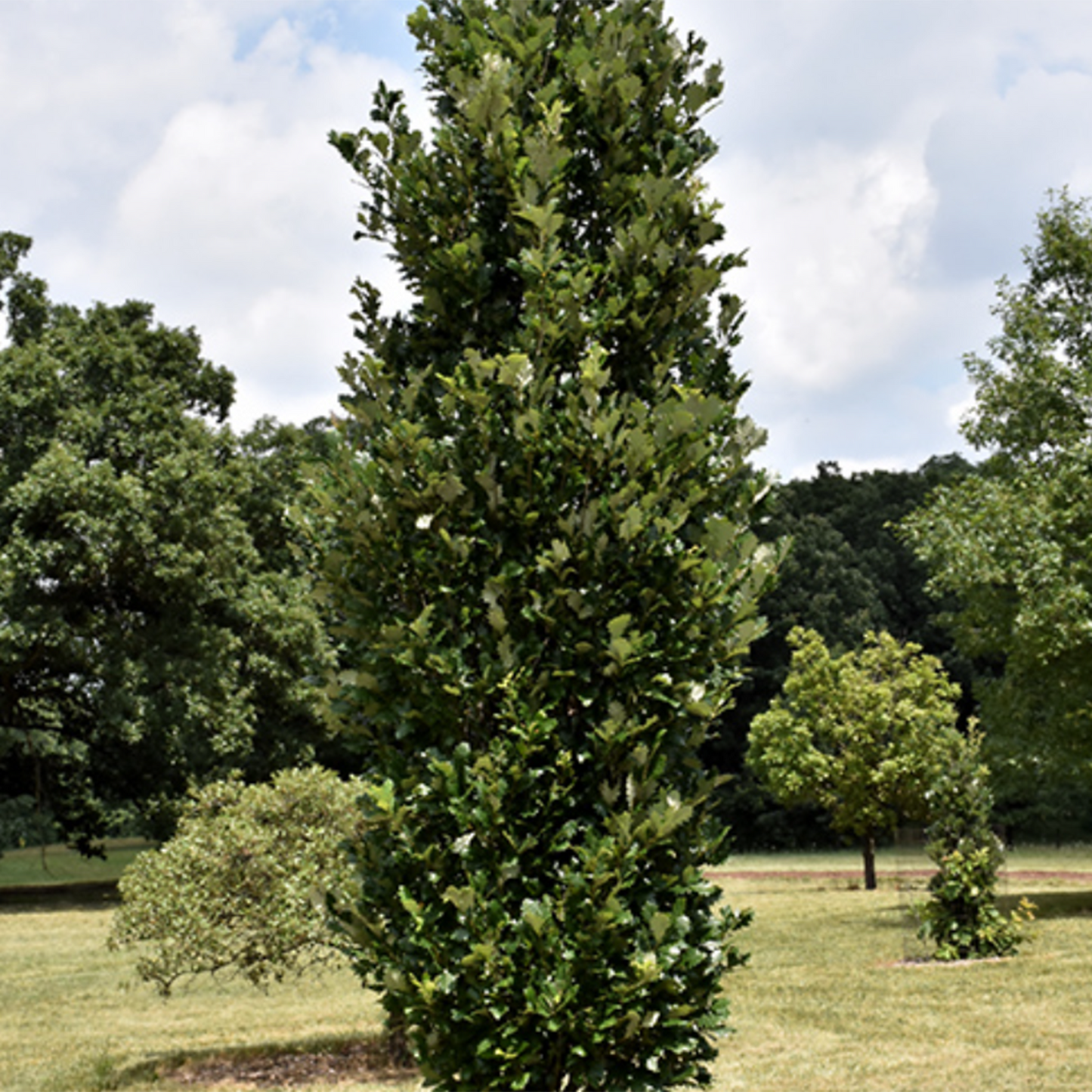 Regal Prince Pyramidal Oak