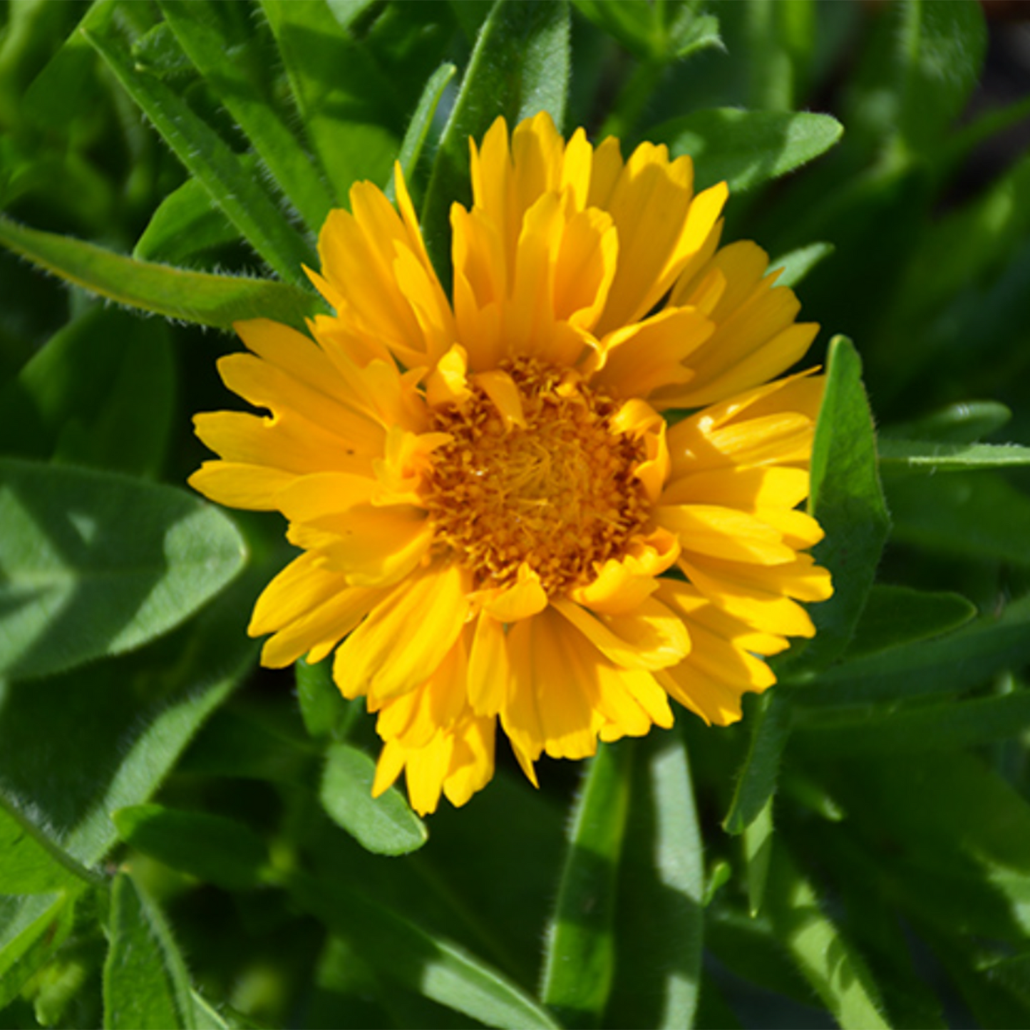 Rising Sun Tickseed