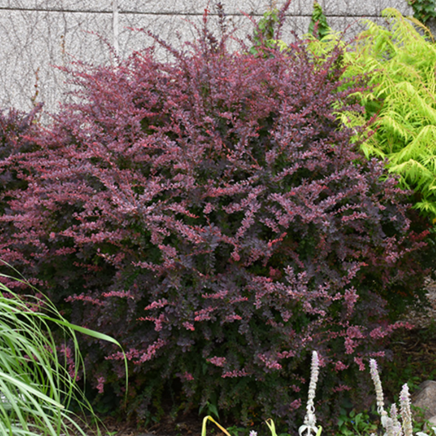 Rose Glow Barberry
