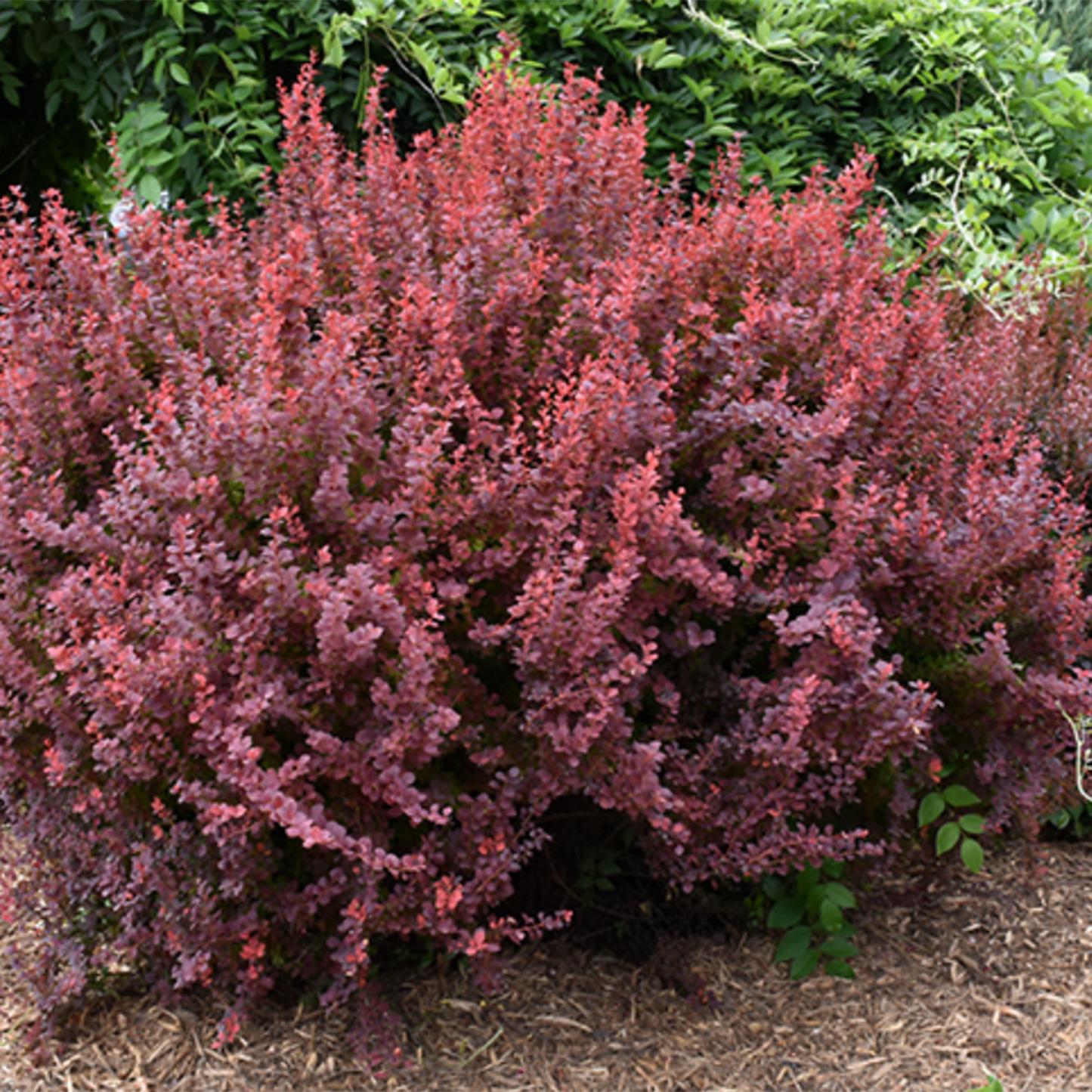 Ruby Carousel Barberry