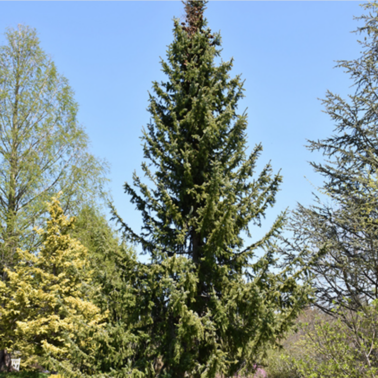 Serbian Spruce