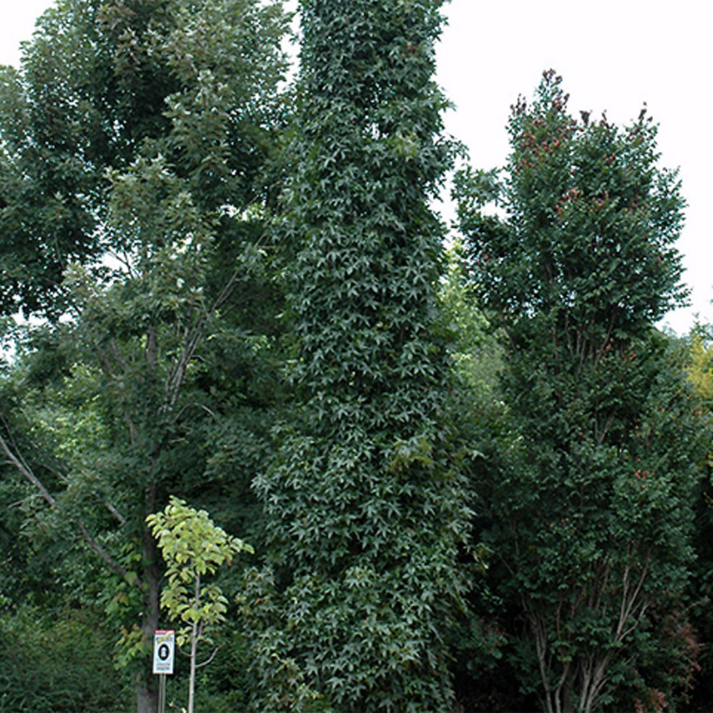 Slender Silhouette Sweetgum