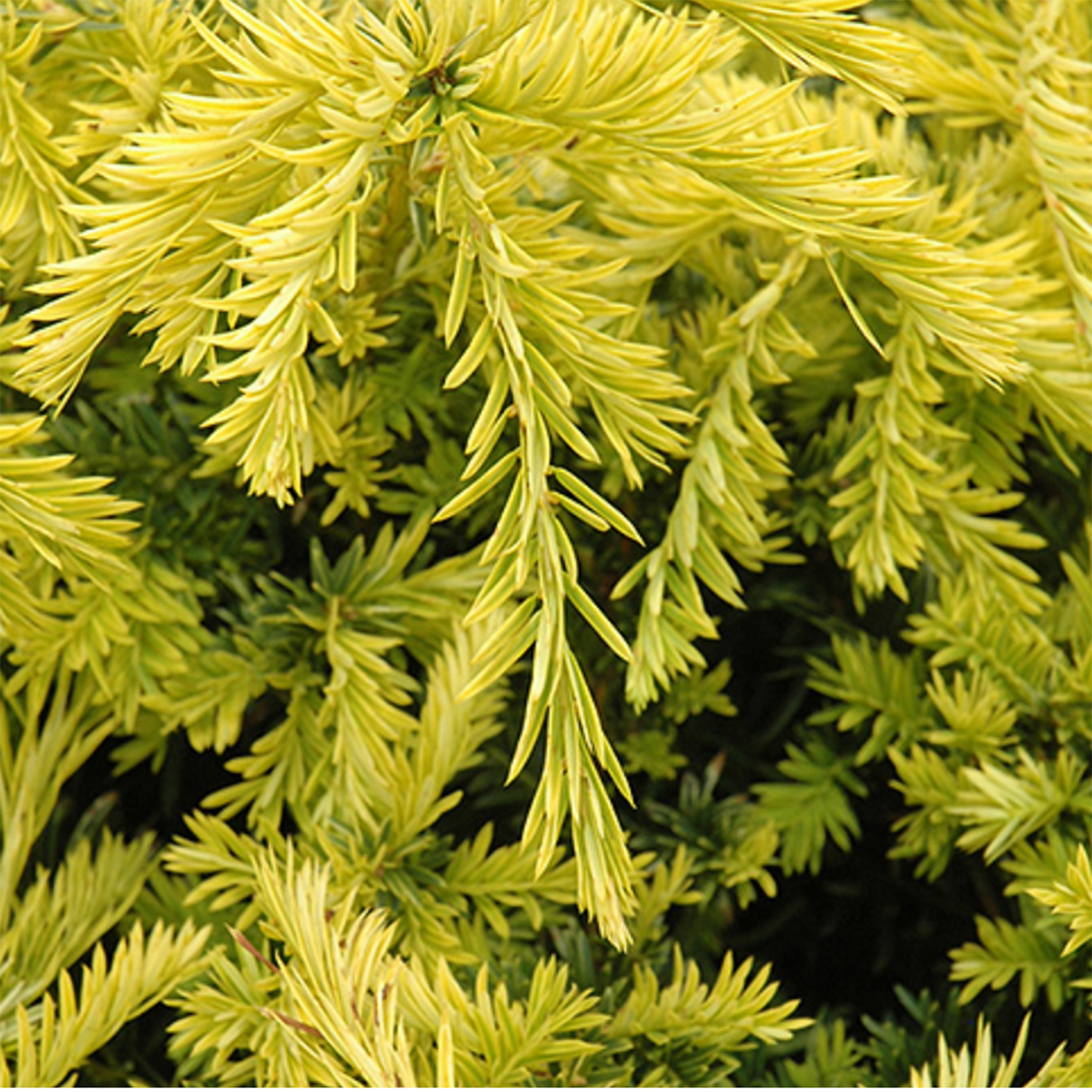 Sun Burst Spreading Yew