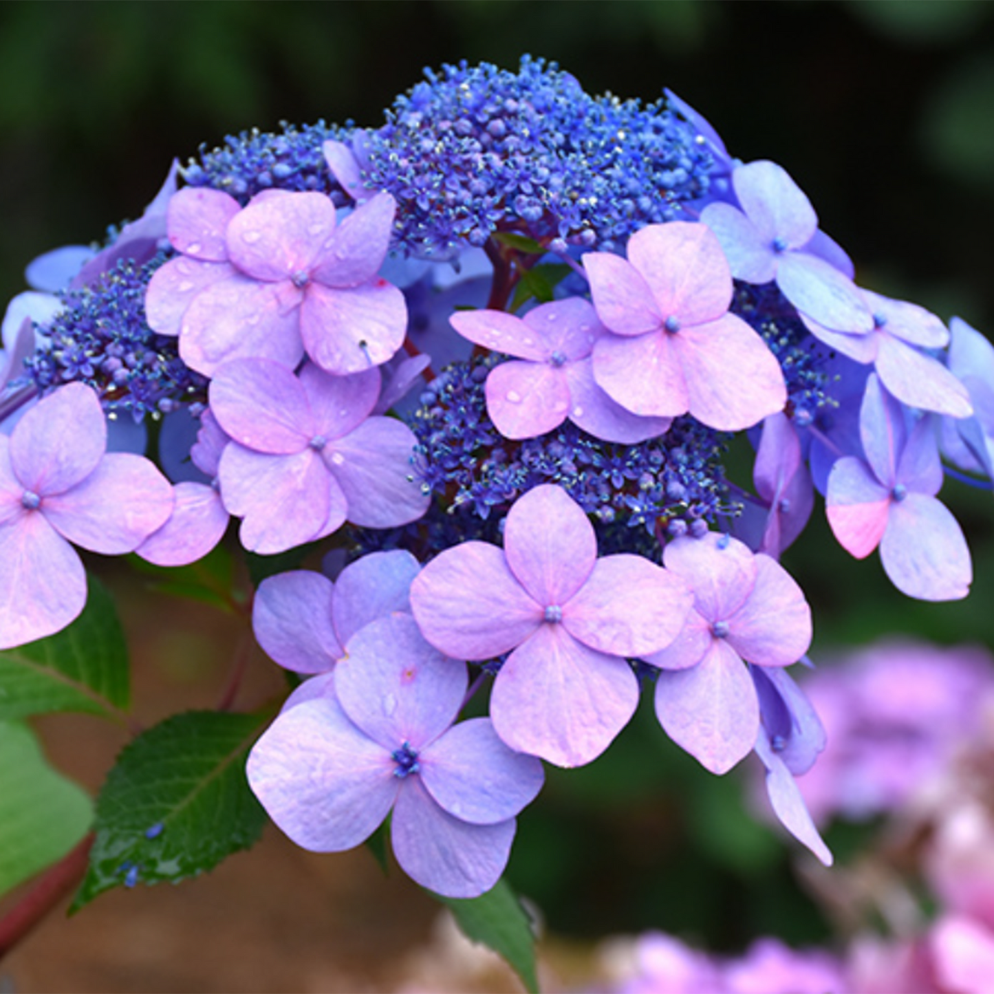 Twist N Shout Hydrangea