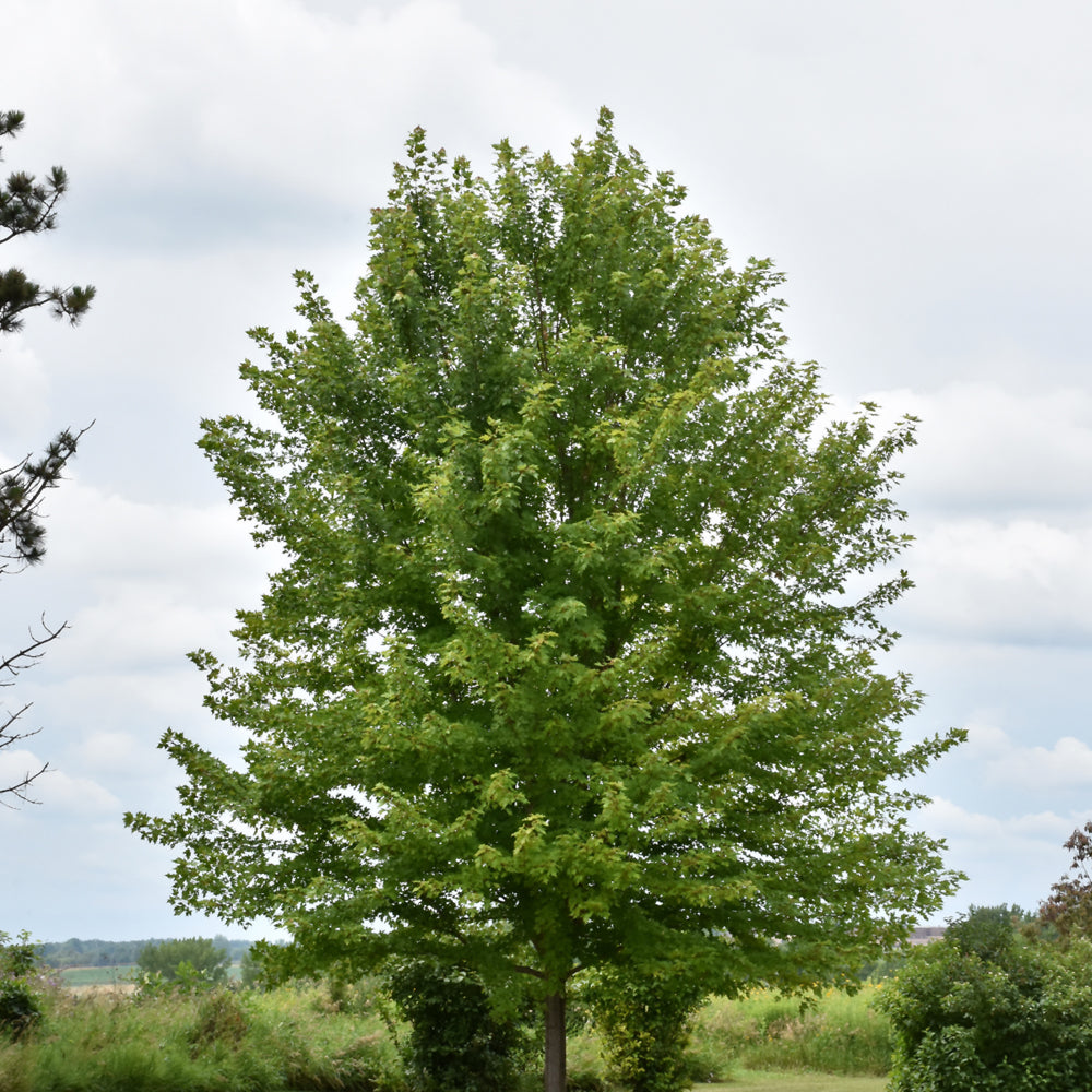 Autumn Blaze Maple