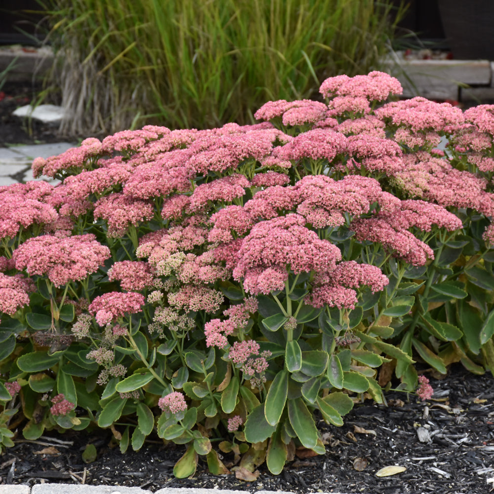 Autumn Fire Sedum